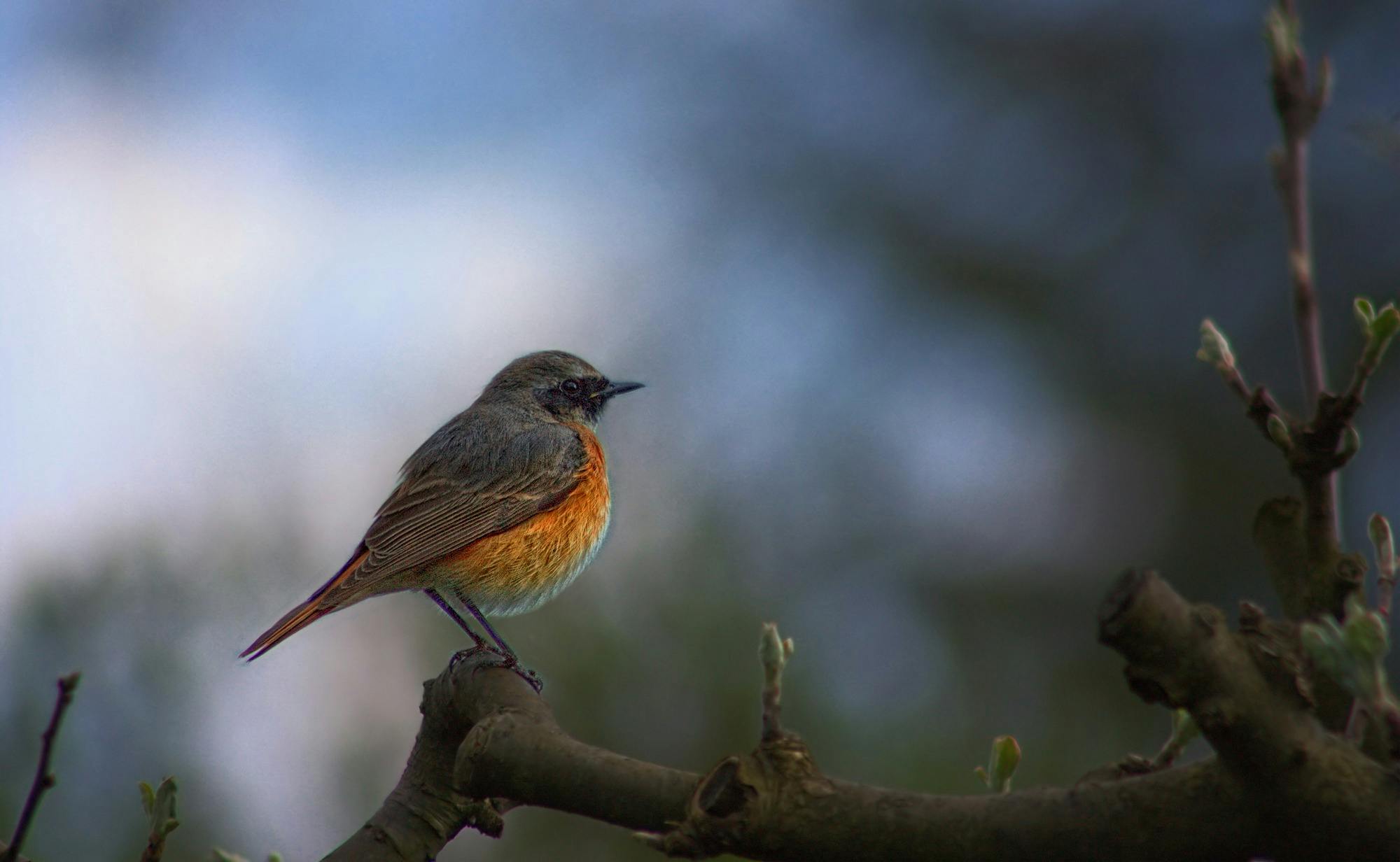 a small bird sitting on top of a tree branch, pexels contest winner, photorealism, grey orange, paul barson, female gigachad, rounded beak