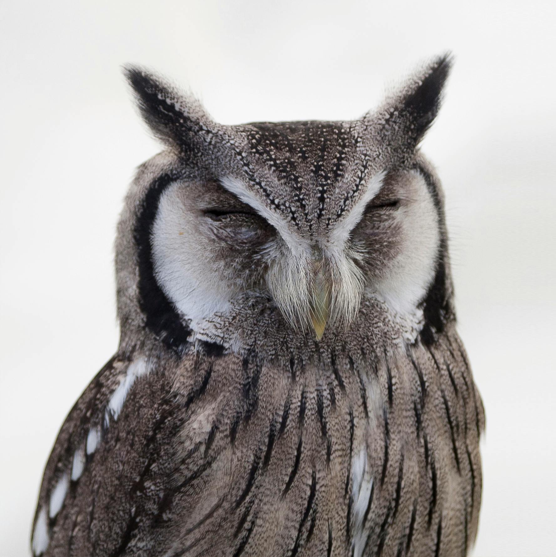 a close up of an owl sitting on a branch, a stipple, pexels contest winner, hurufiyya, with closed eyes, gray anthropomorphic, on clear background, sleepy