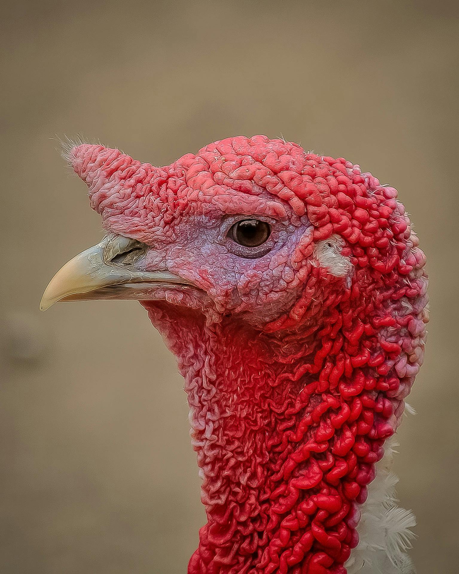 a close up of a turkey's head with a blurry background, by Jan Tengnagel, pexels contest winner, pink and red color scheme, non-binary, with a white complexion, red cheeks