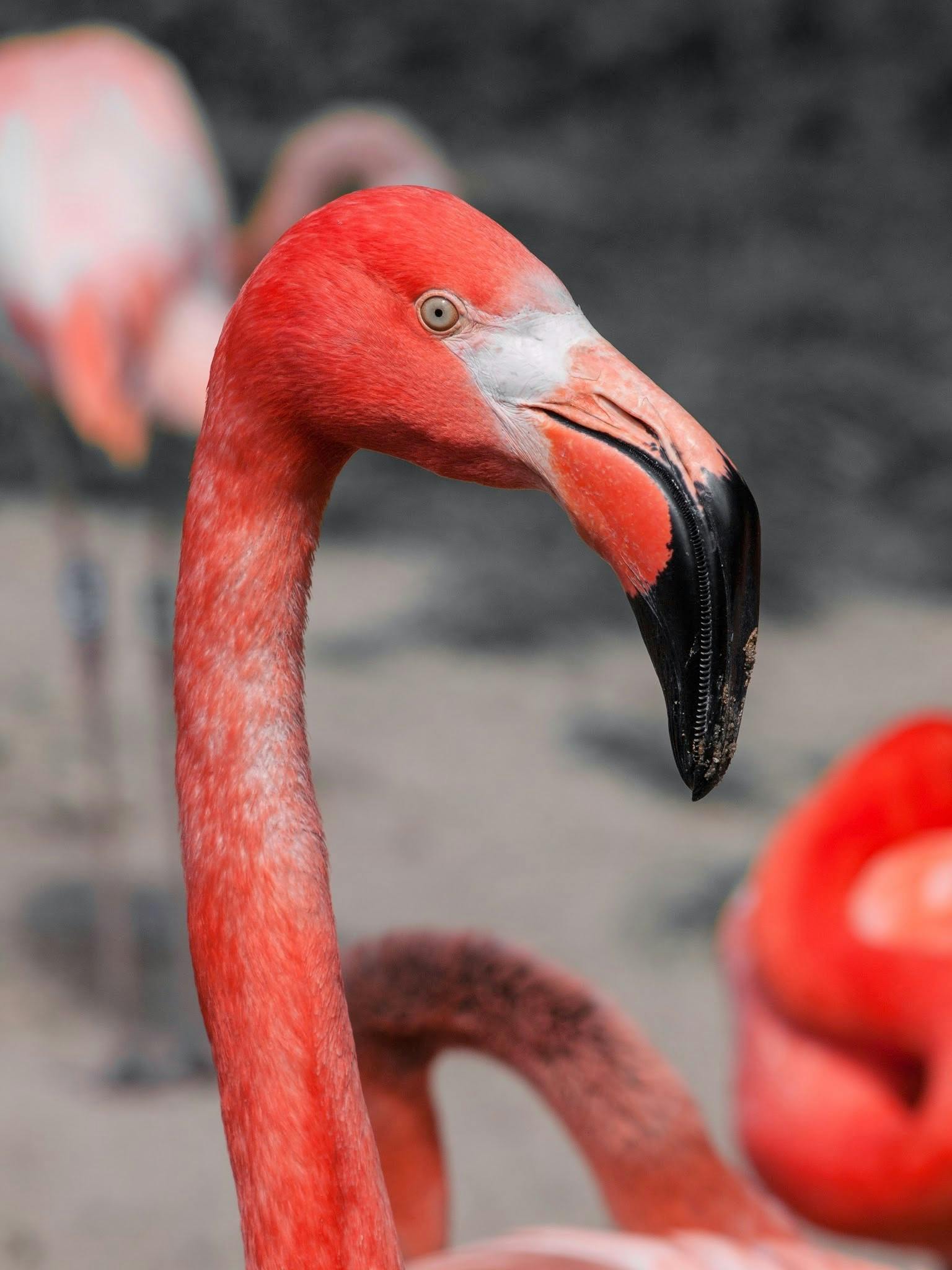 a group of flamingos standing next to each other, a photo, pexels contest winner, photorealism, closeup headshot, vibrant red 8k, multiple stories, 🦩🪐🐞👩🏻🦳