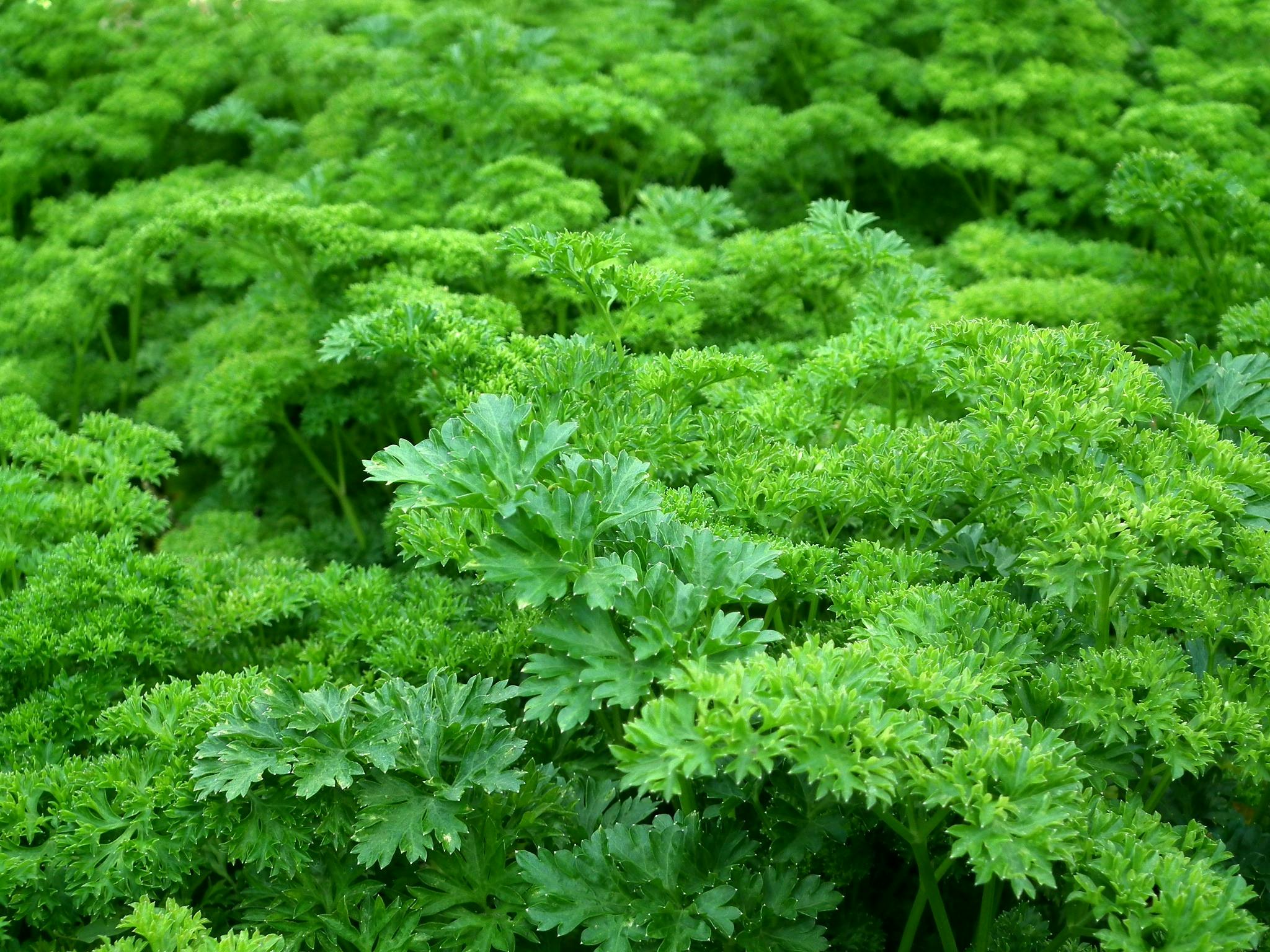 a bunch of parsleya growing in a garden, pixabay, hurufiyya, green foliage, carrots, 1 6 x 1 6, traditional corsican
