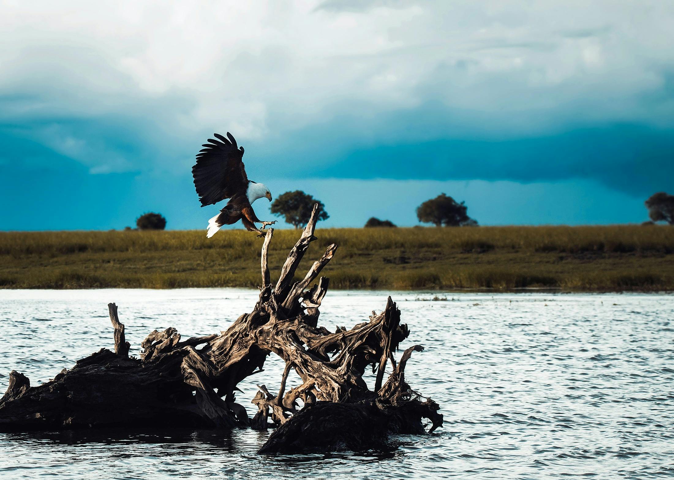 a large bird flying over a body of water, by Peter Churcher, pexels contest winner, hurufiyya, on the african plains, “ iron bark, photography from vogue magazine, a wooden