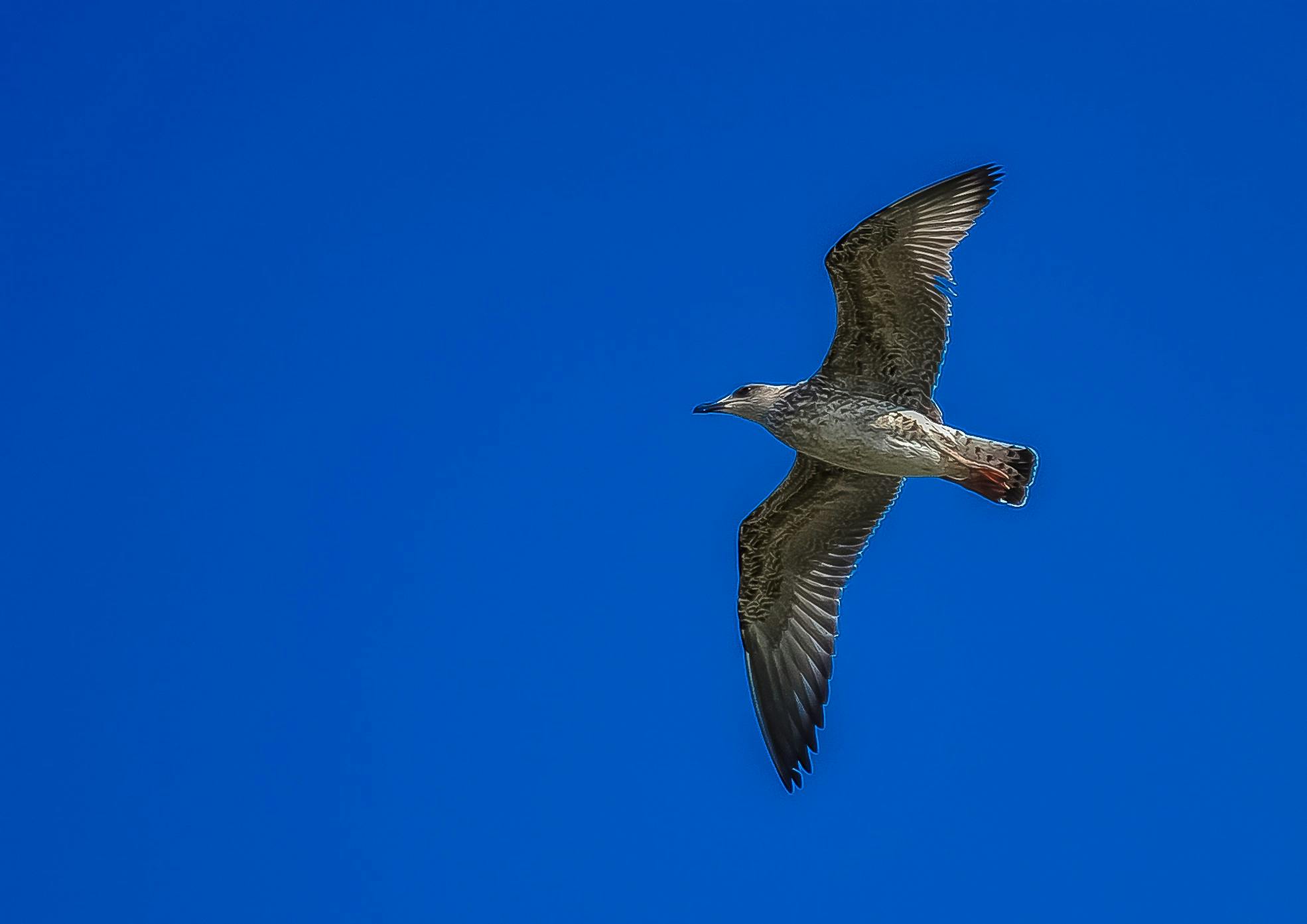 a bird that is flying in the sky, by John Gibson, pexels, clear blue sky, high textured, high detail, full shot photograph