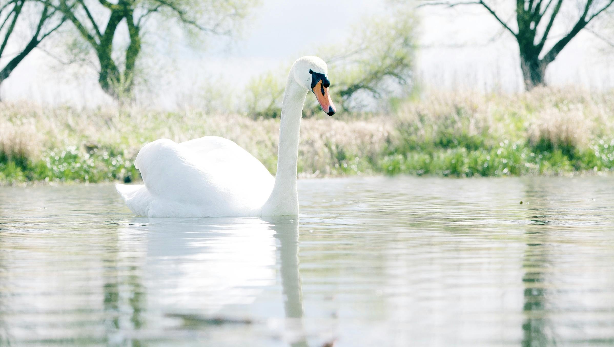 a white swan floating on top of a body of water, swanland, a photo of a lake on a sunny day, seraphine, warm spring