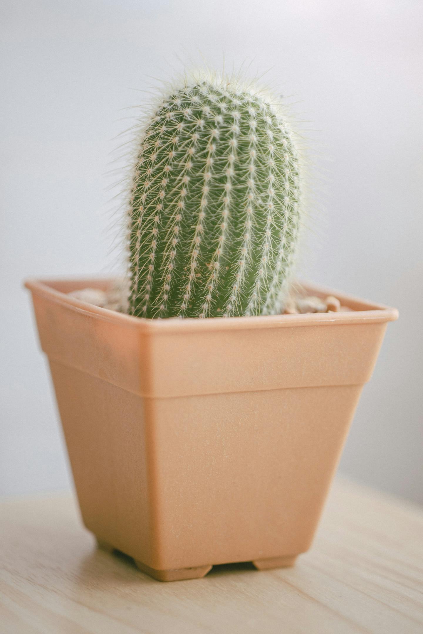 a cactus in a pot on a table, subtle wear - and - tear, detailed product image, centered shot, light tan