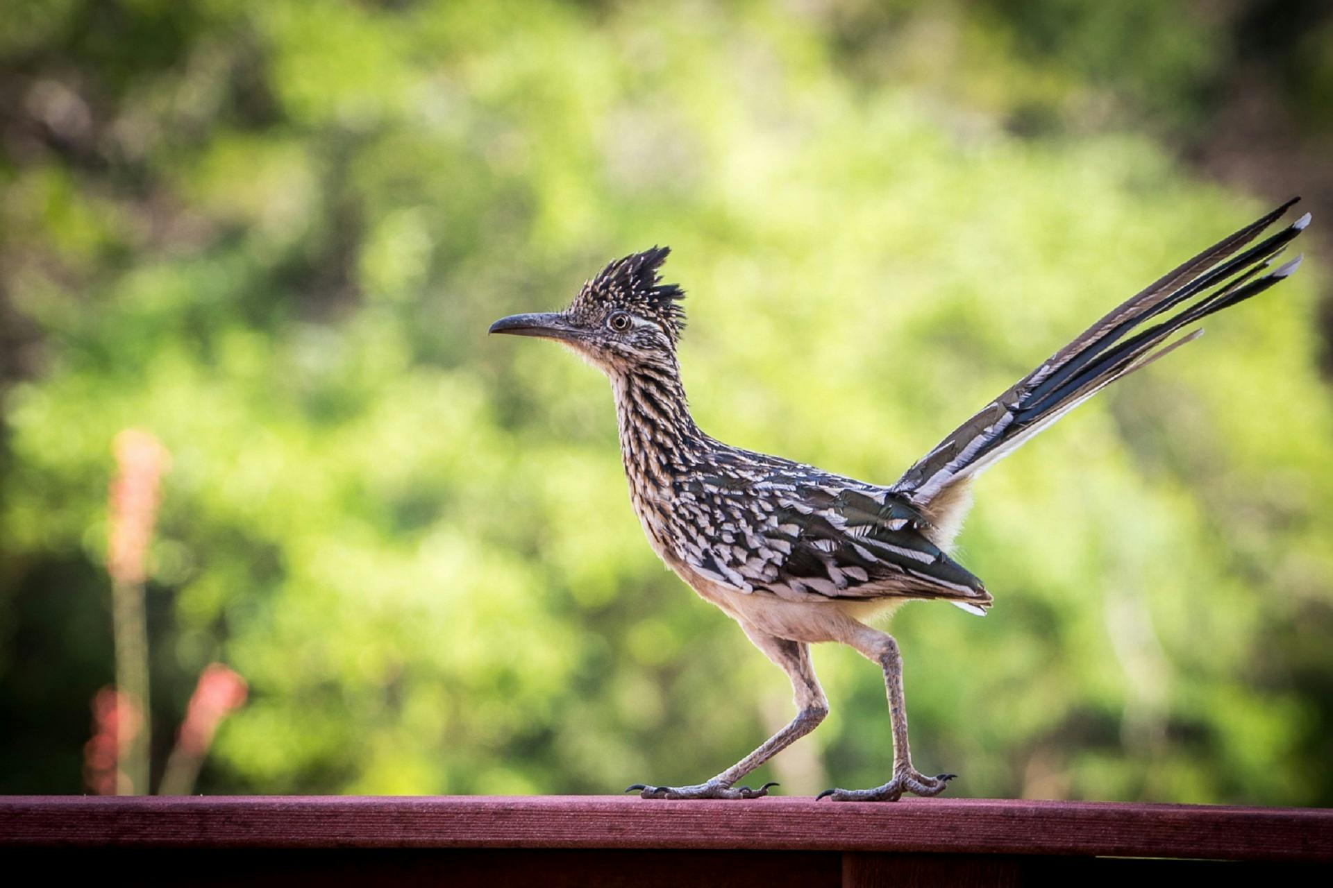 a close up of a bird on a rail, long tail with horns, observation deck, intricate ”, fan favorite