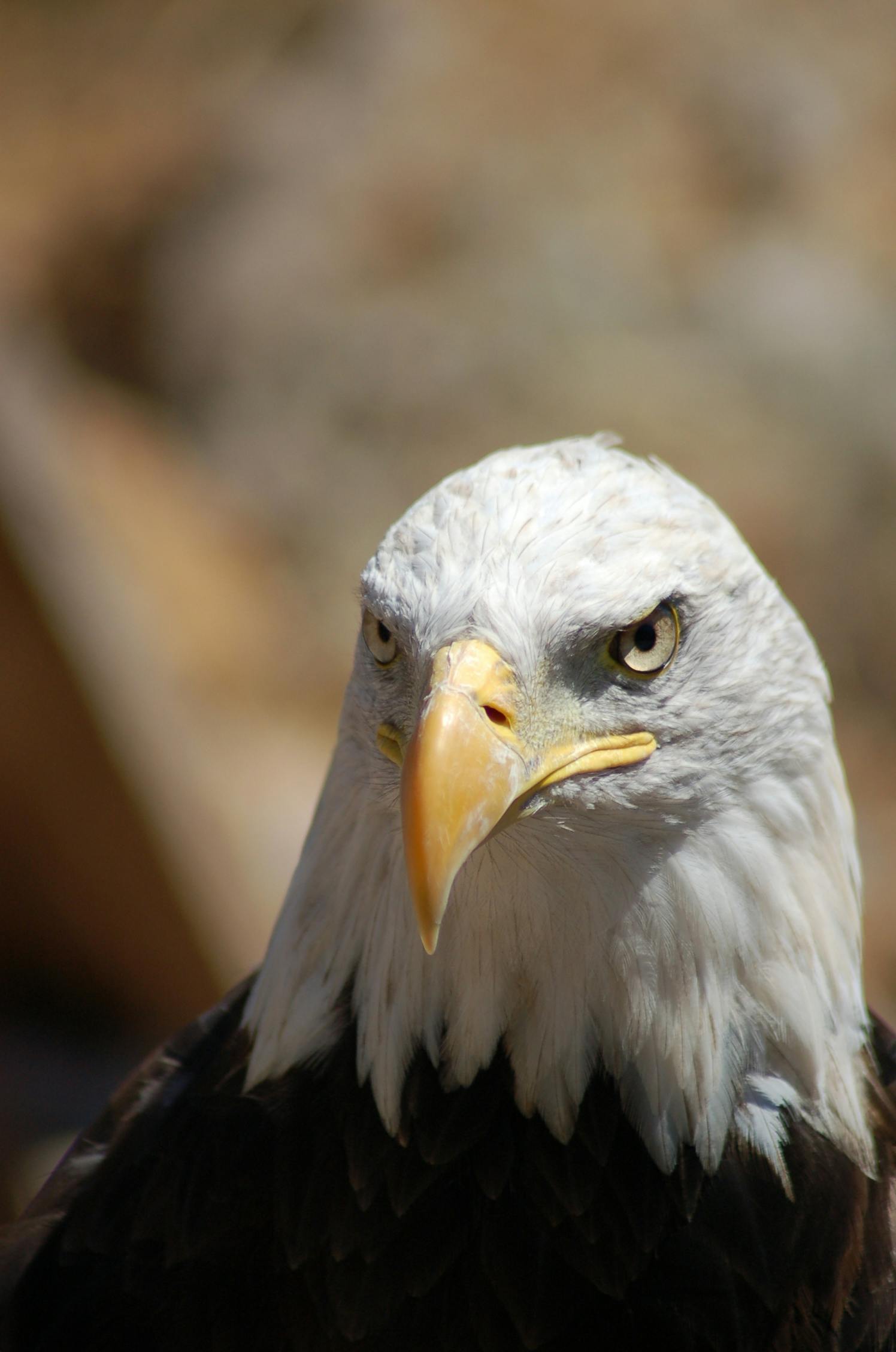 a close up of a bald eagle with a blurry background, a portrait, pexels contest winner, photorealism, annoyed, taken in the late 2000s, a high angle shot, serious expressions