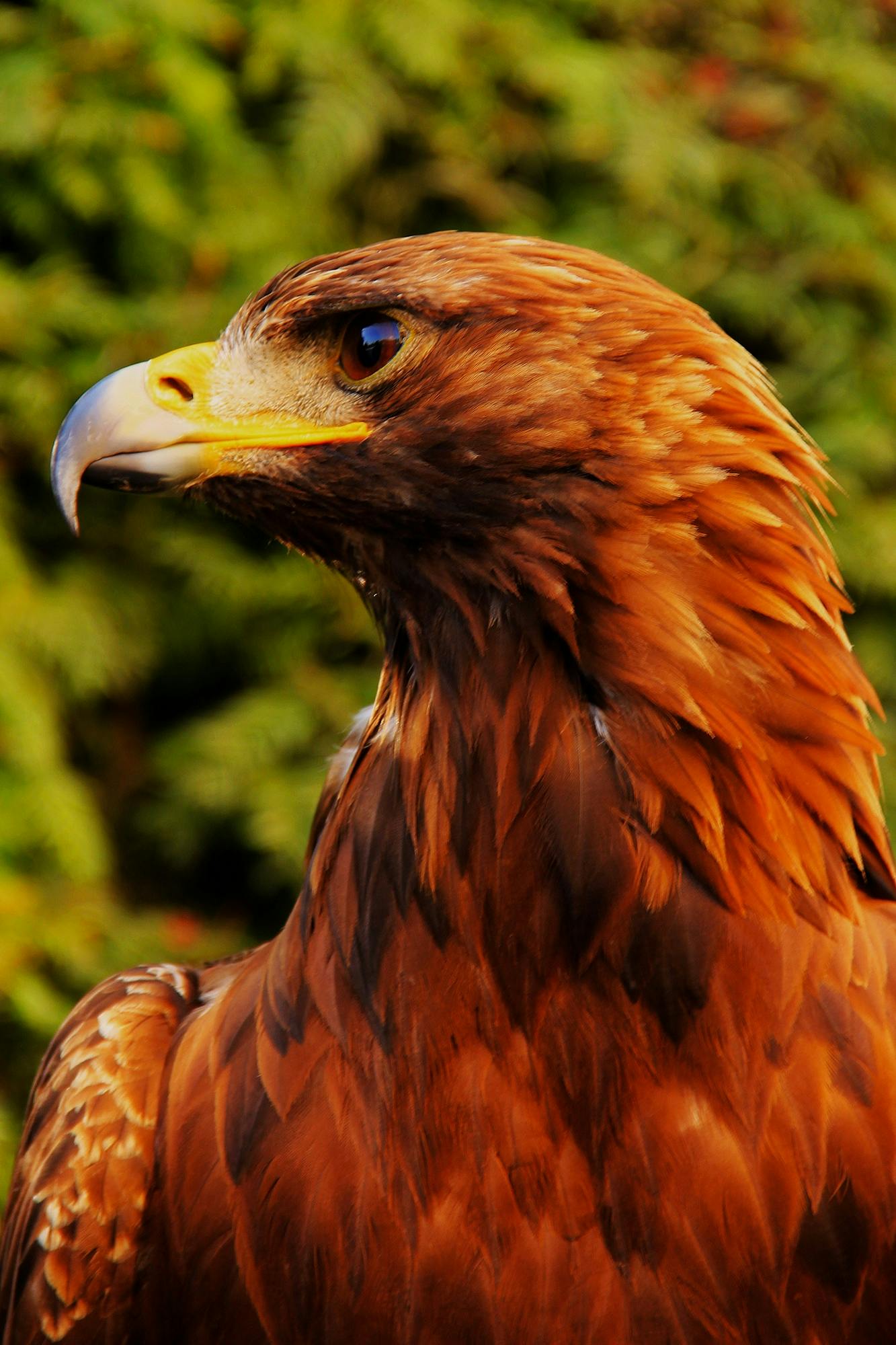 a close up of a bird of prey with trees in the background, with fiery golden wings, profile image, slide show, avatar image