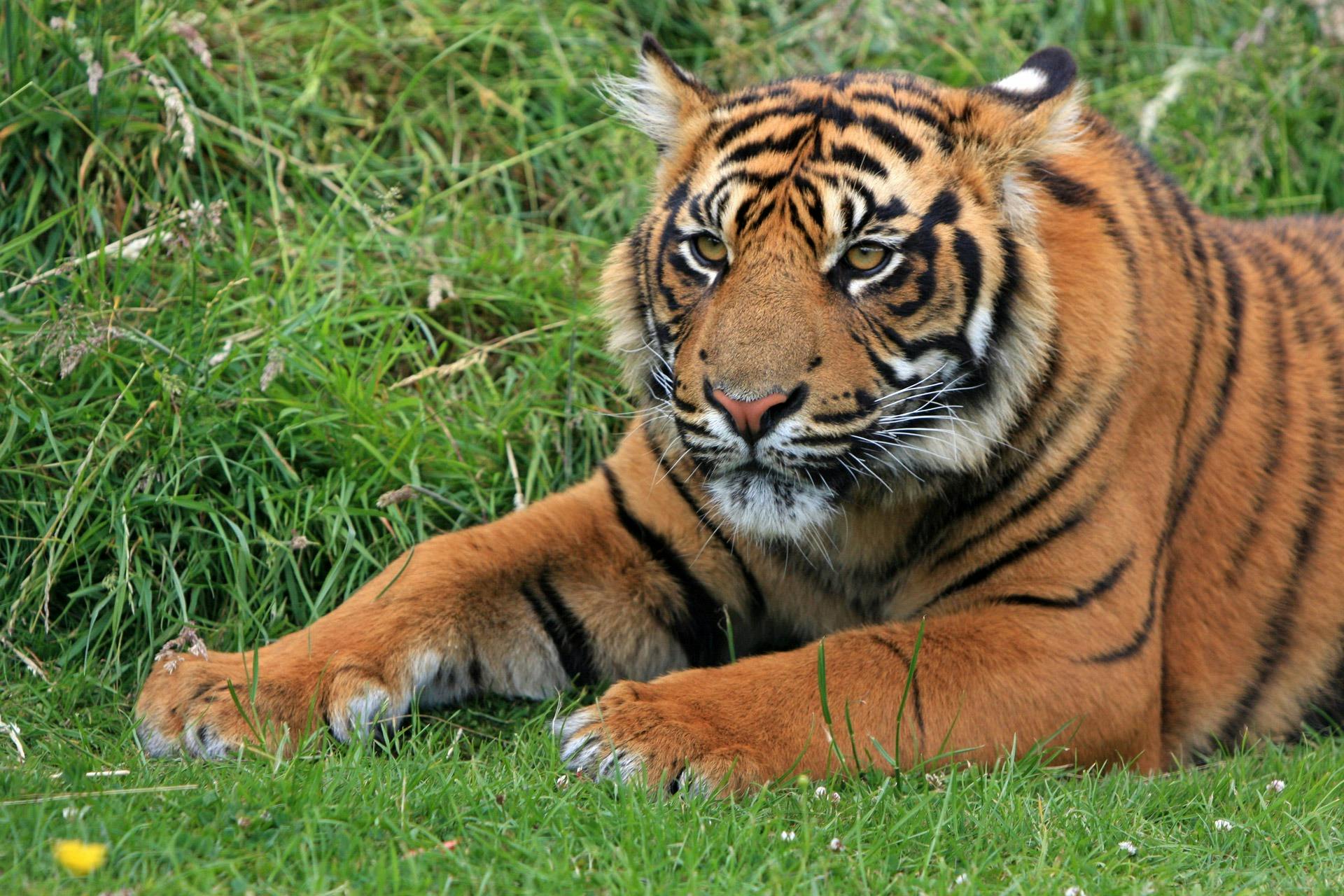 a tiger that is laying down in the grass, pexels contest winner, sitting on green grass, manuka, an afghan male type, 🦑 design