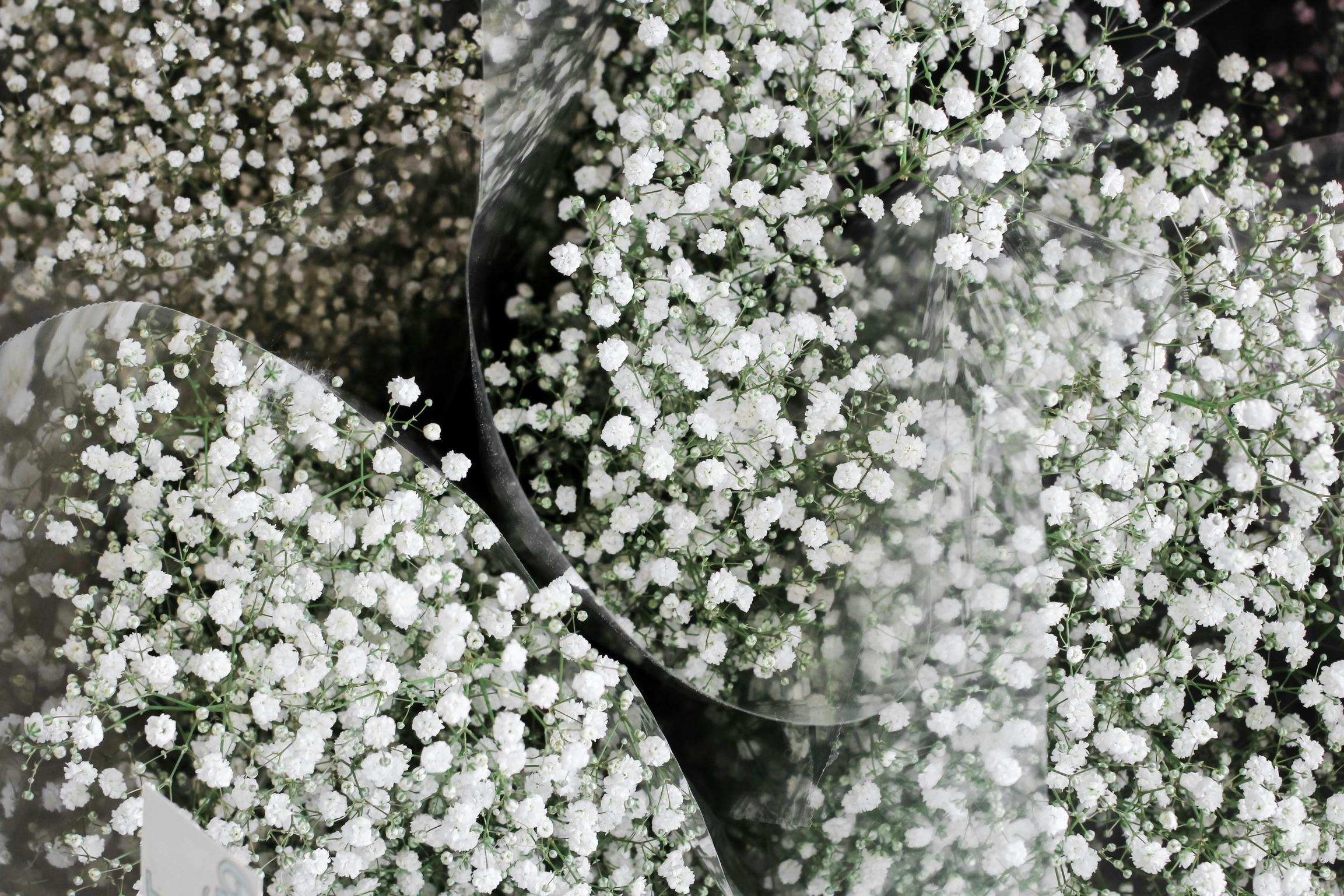 a bunch of white flowers sitting on top of a table, by Lucia Peka, unsplash, conceptual art, bubbles everywhere, gypsophila, 1024x1024, detail shots