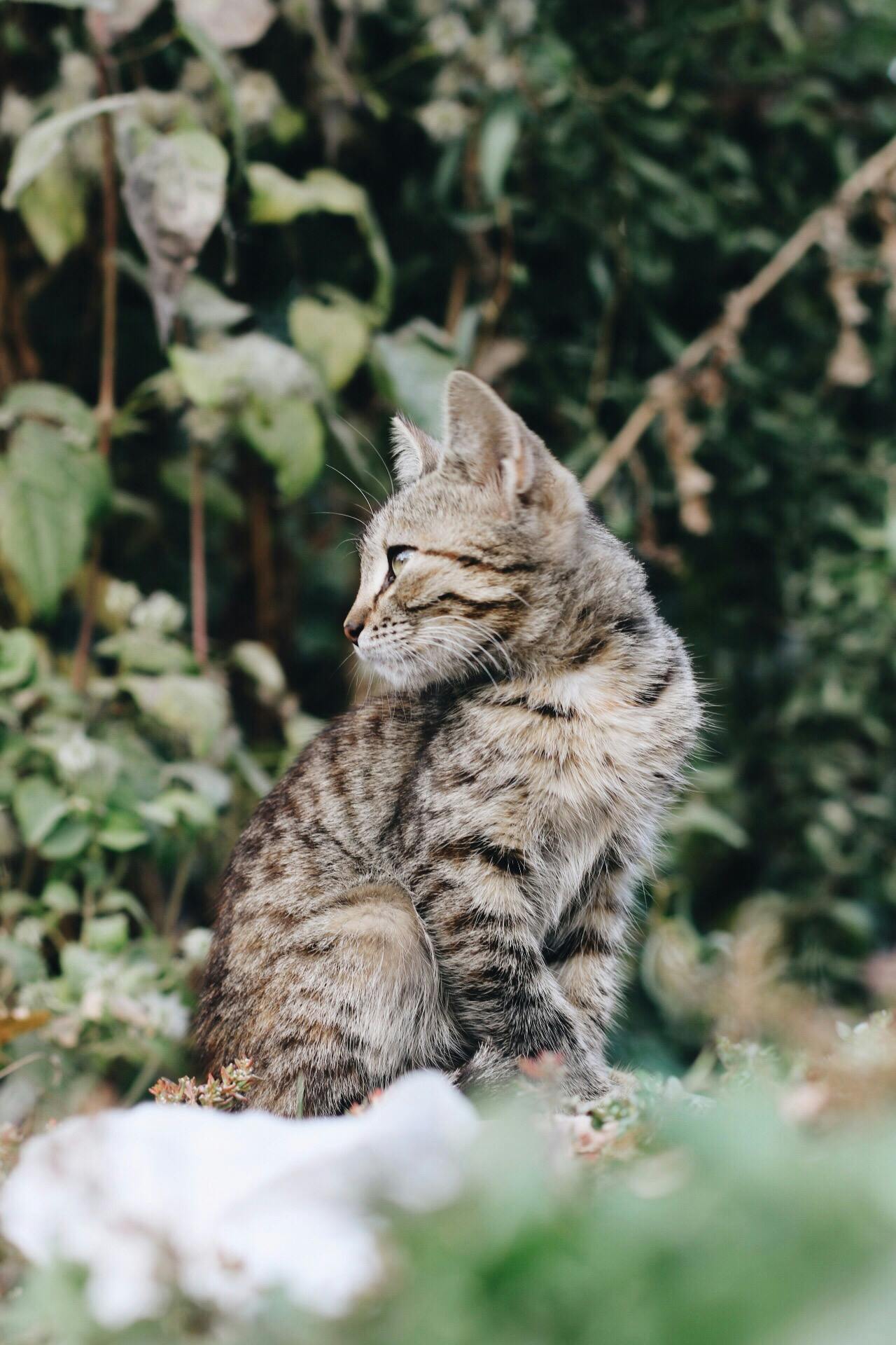 a cat sitting on top of a pile of snow, trending on pexels, renaissance, amongst foliage, profile pose, gif, thoughtful )