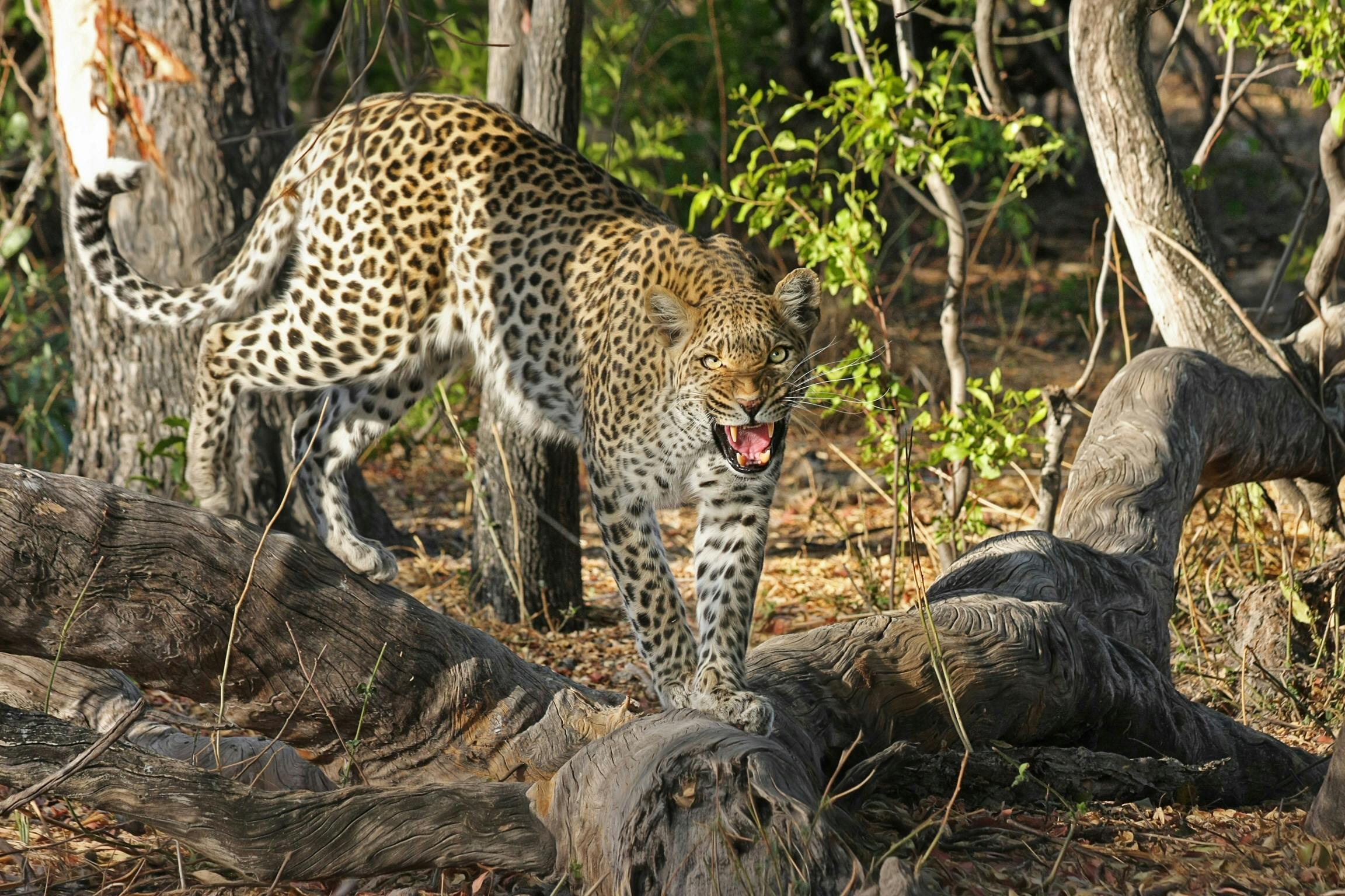 a leopard standing in the middle of a forest, slide show, shouting, in africa, intricate and complex