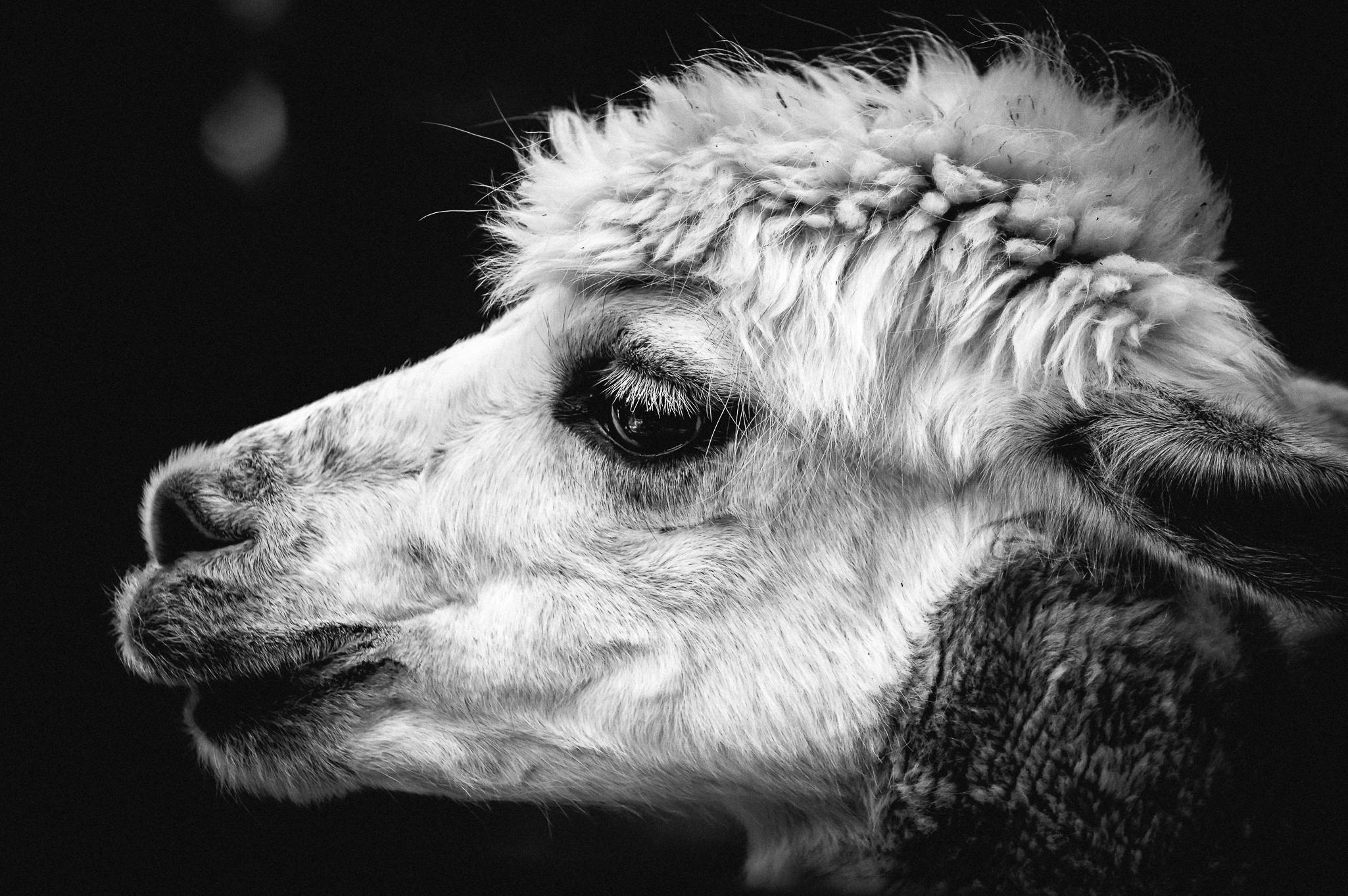 a black and white photo of a llama, a black and white photo, pexels, fine art, coca cola in camel head, intense albino, sheep wool, portrait of a old