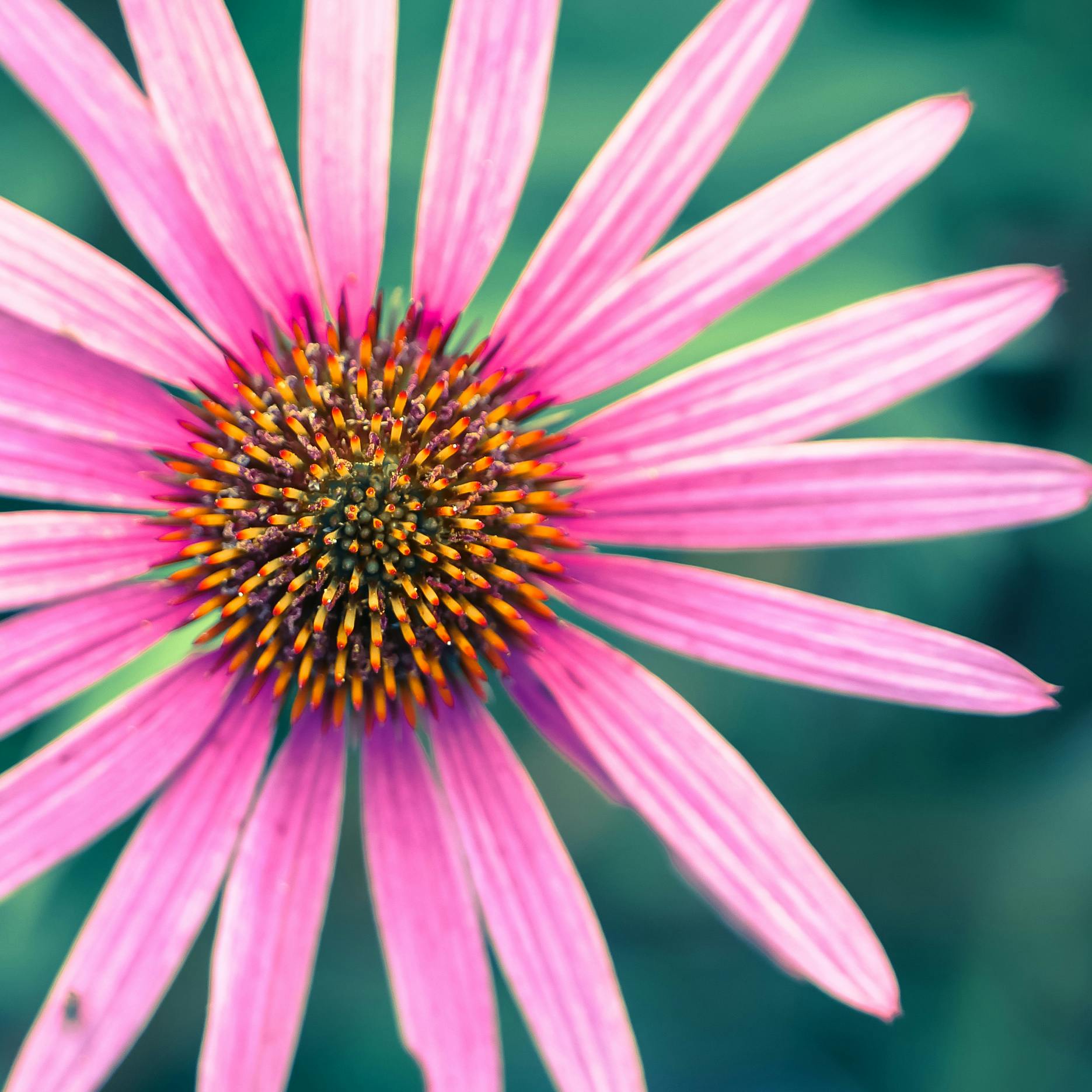 a close up of a pink flower with a green background, by Carey Morris, pexels, renaissance, cone shaped, professionally post - processed, seven pointed pink star, bird eye view