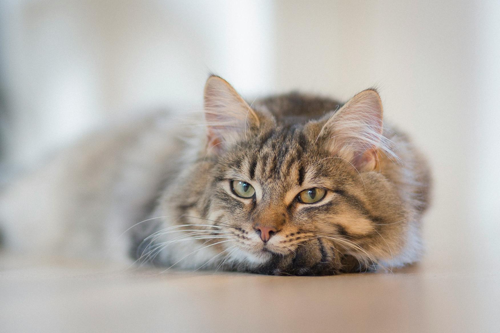 a cat that is laying down on the floor, by Terese Nielsen, trending on unsplash, fluffy ears and a long, getty images, concerned, great quality