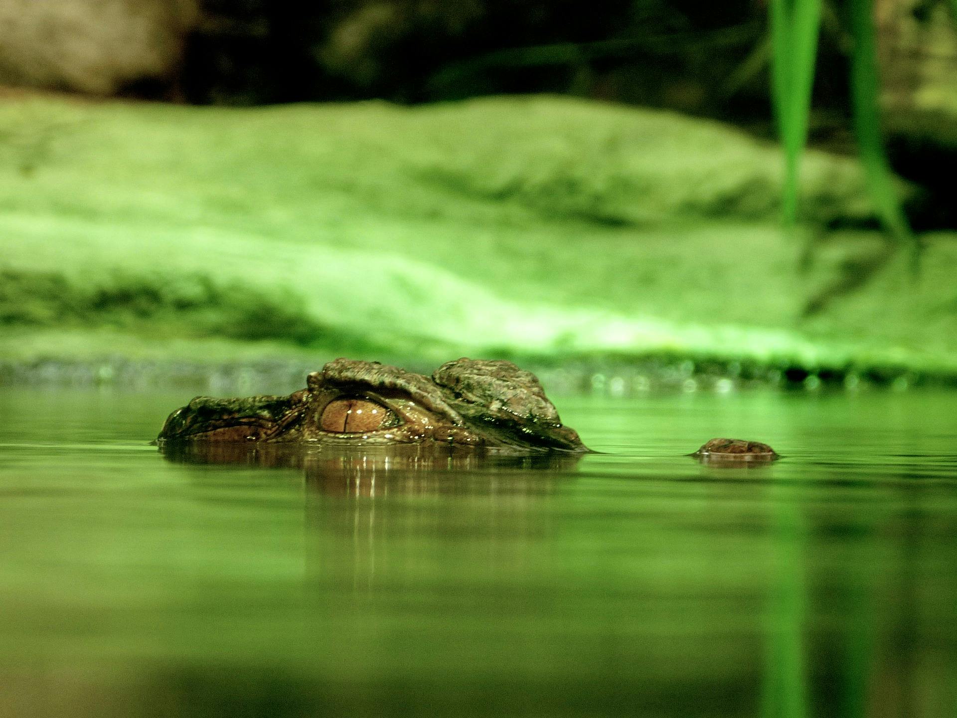 a large alligator laying on top of a body of water, green water, paul barson, cinematic shot ar 9:16 -n 6 -g, ap art