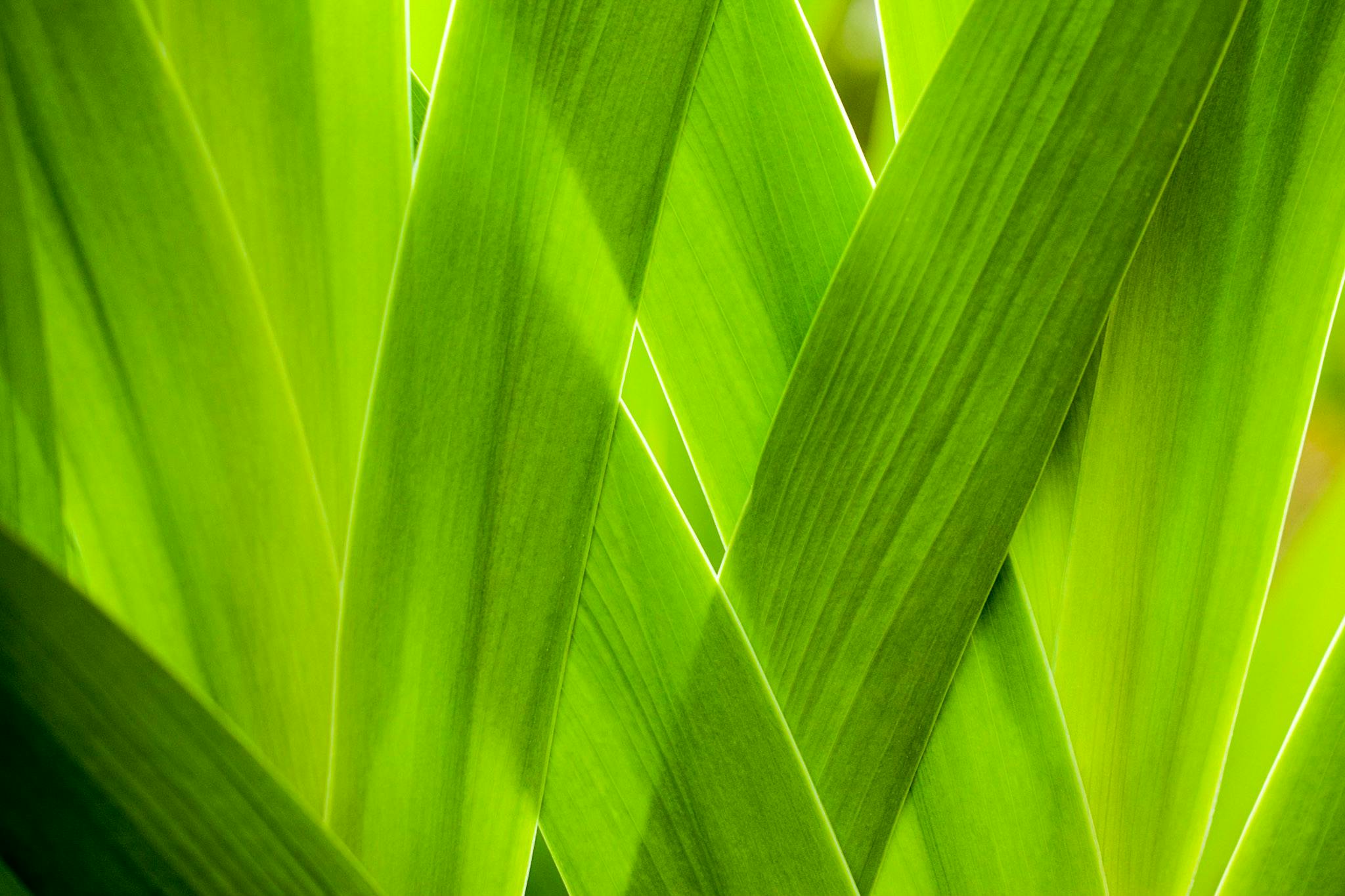 a close up of the leaves of a plant, by Jan Rustem, grass texture, green flags, corn, soft geometry