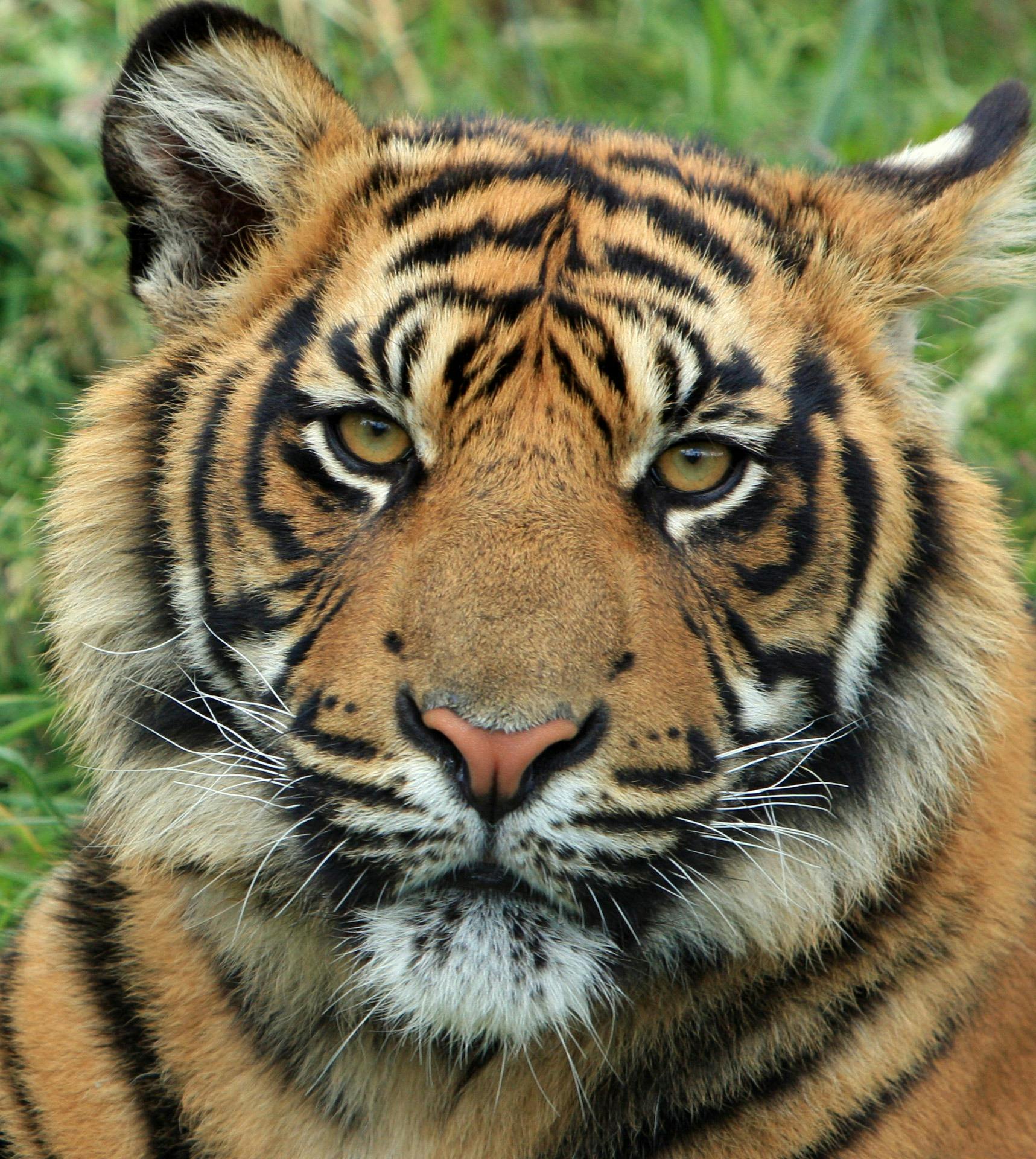 a close up of a tiger in the grass, facing the camera