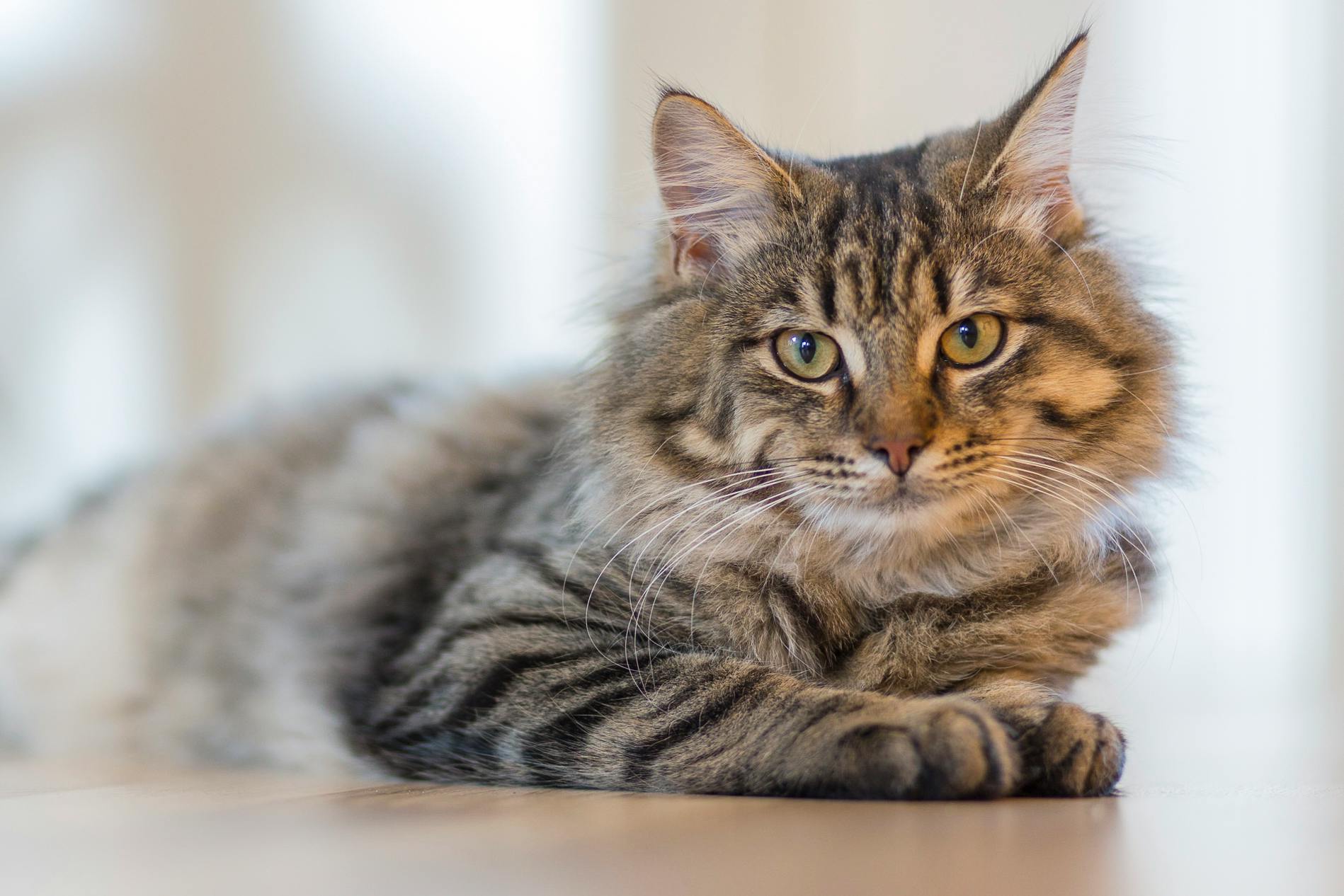 a cat that is laying down on the floor, pexels contest winner, fluffy ears and a long, male and female, subtle detailing, 1 4 9 3