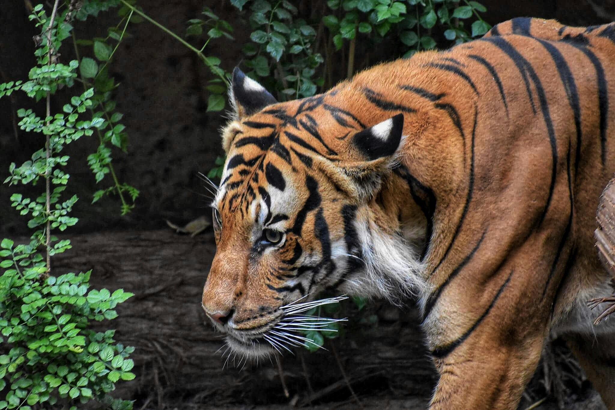 a tiger that is walking around in the dirt, pexels contest winner, sumatraism, amongst foliage, left profile, ((tiger)), stripes