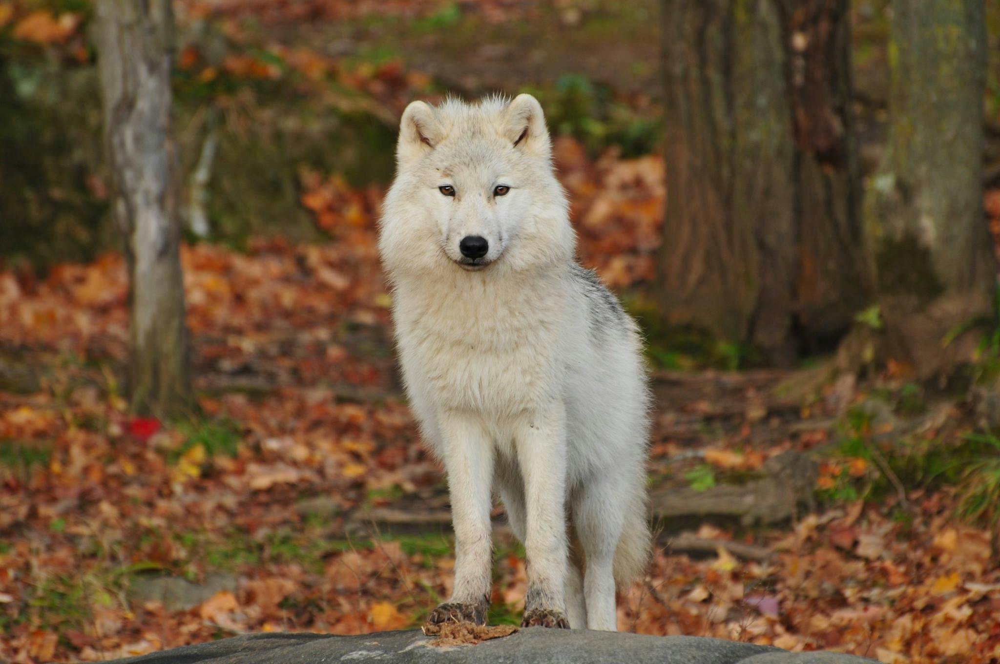 a white wolf standing on a rock in the woods, by Dan Luvisi, pexels contest winner, princess 'kida' kidagakash, fall season, young male, small