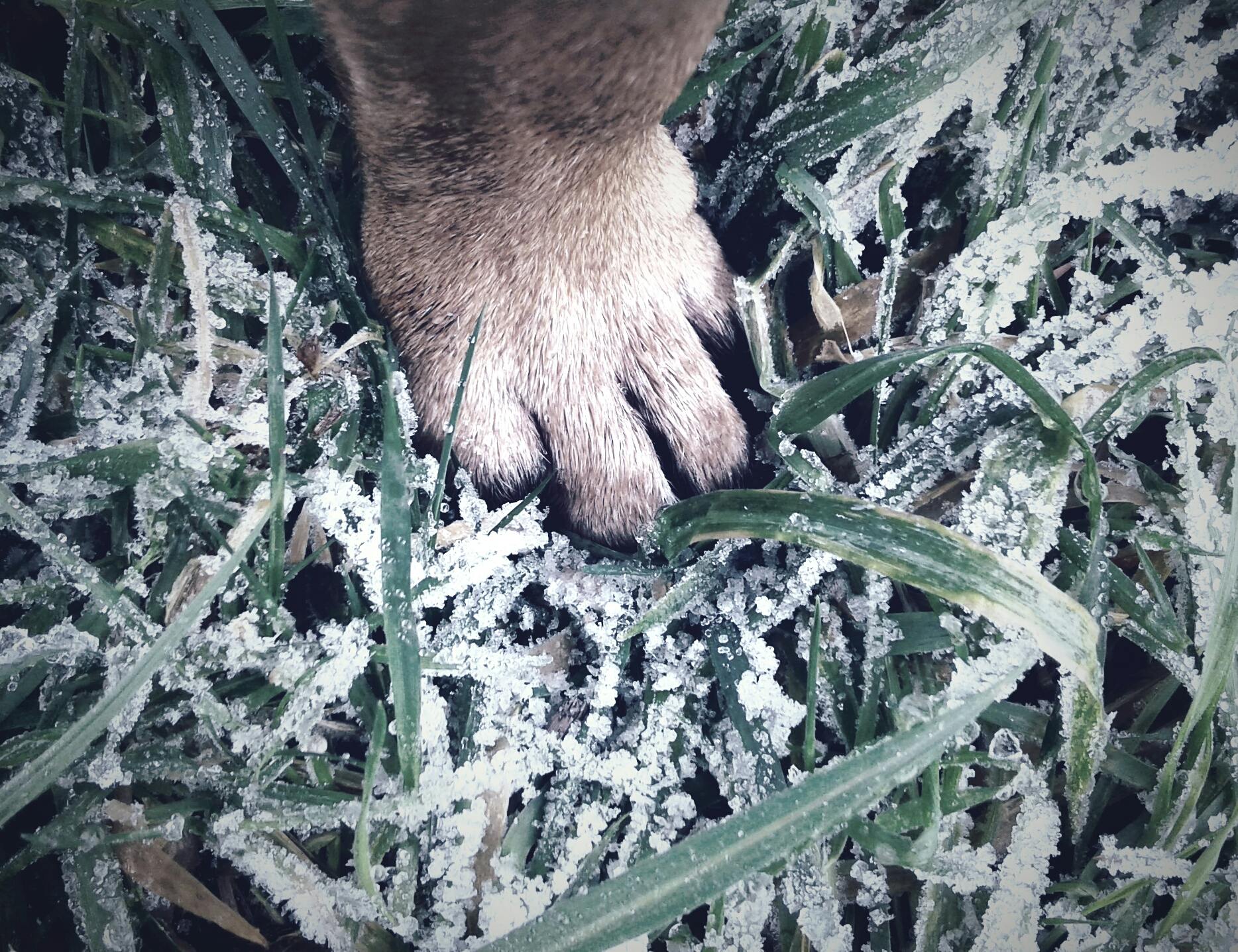 a close up of a dog's paw in the snow, an album cover, by Lucia Peka, happening, grass - like, wearing ice crystals, medium breed, big foot