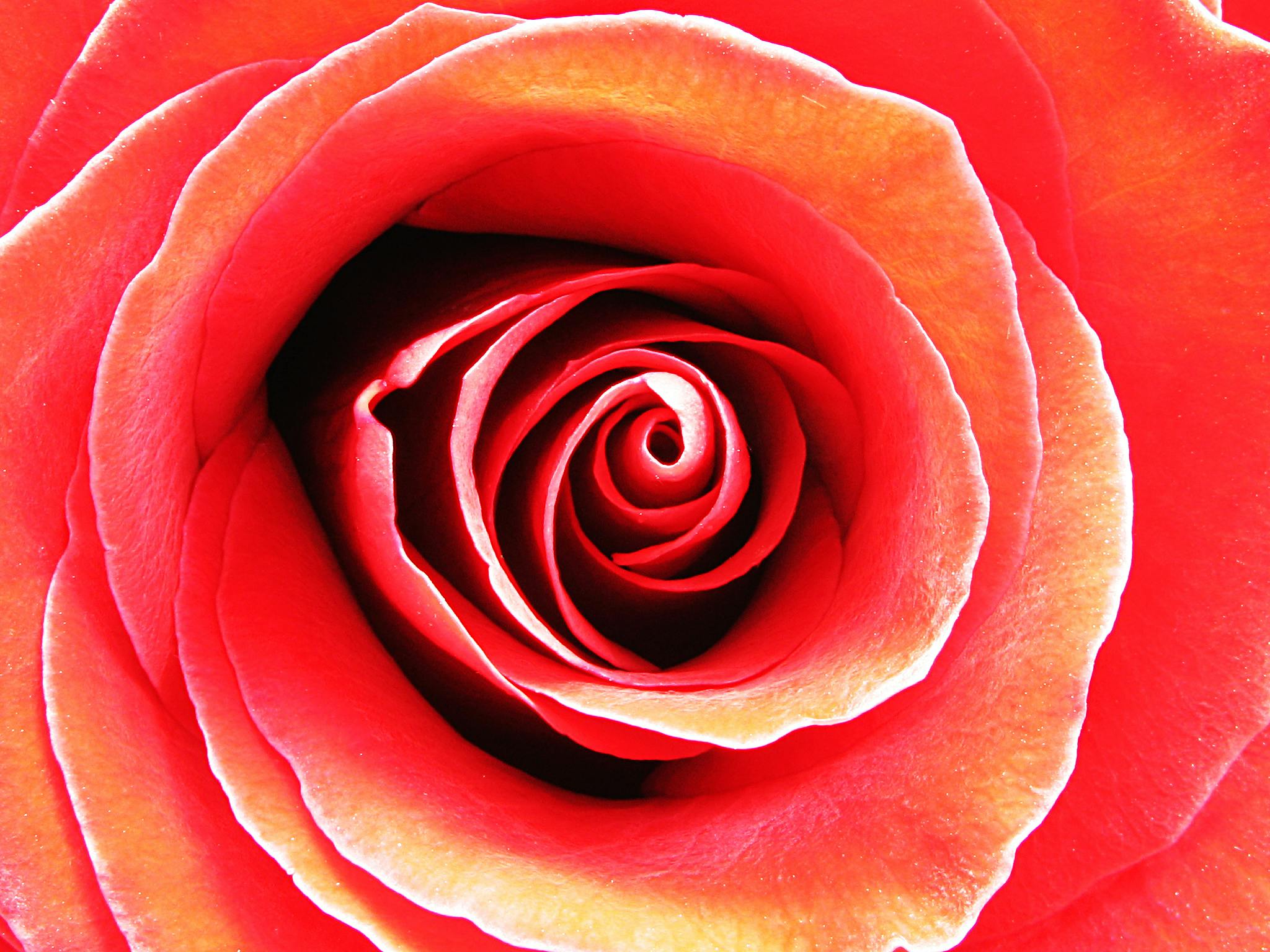 a close up of a red rose flower, by Jan Rustem, pexels contest winner, pink and orange, spiral, ultra - realistic, 5 feet away