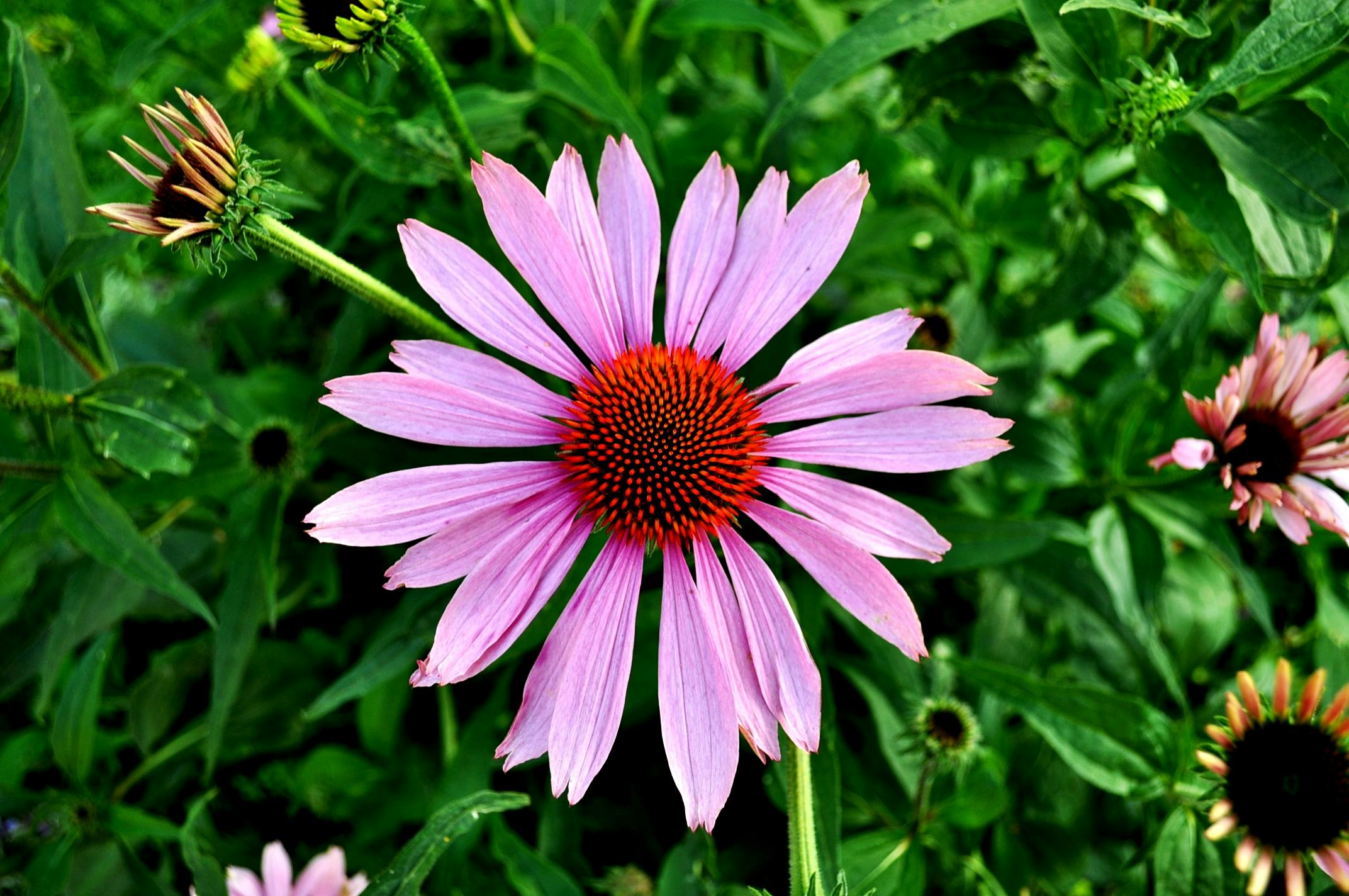 a close up of a purple flower in a field, by Carey Morris, pexels, renaissance, cone shaped, pink, birdseye view, long petals
