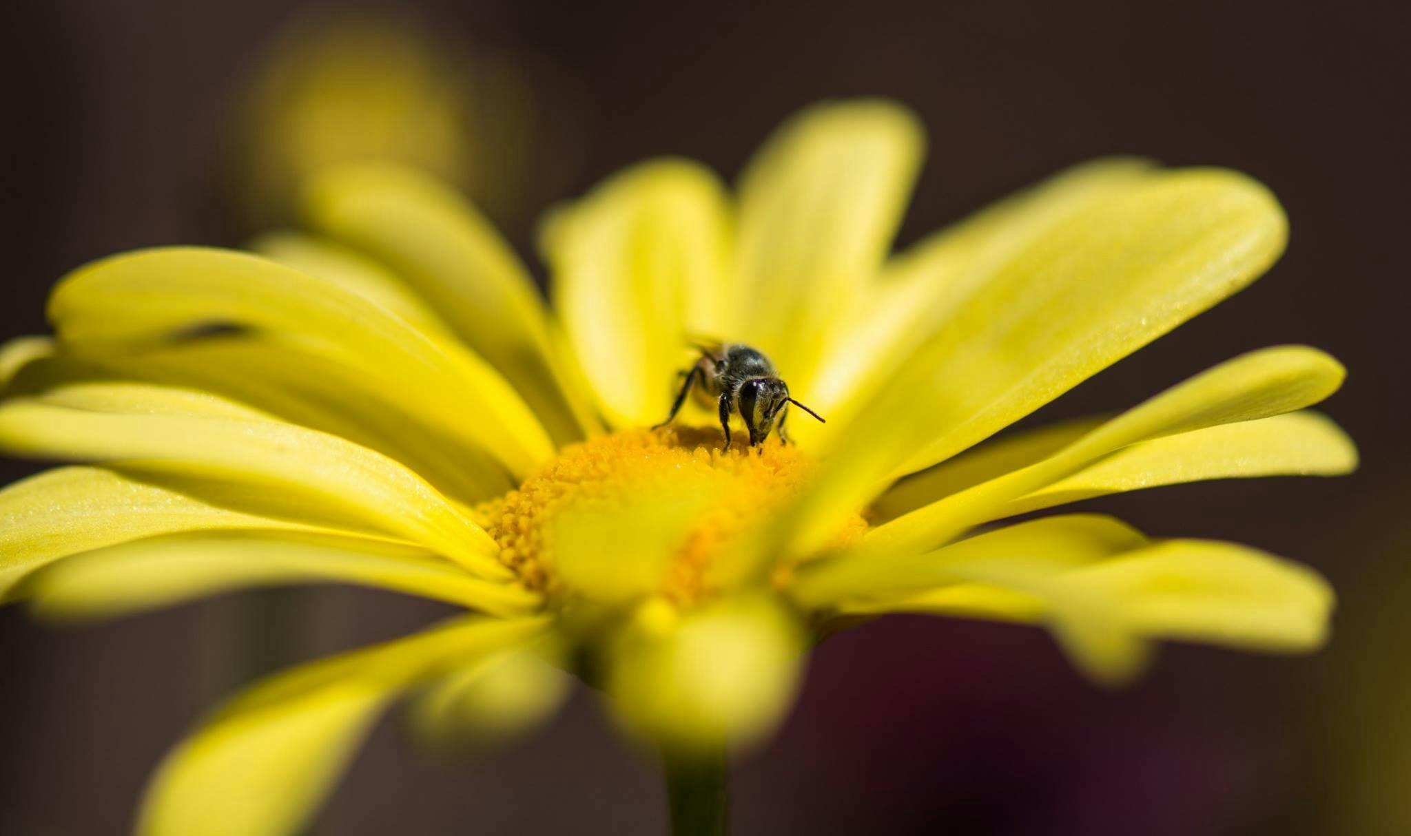 a bee sitting on top of a yellow flower, by John Gibson, fan favorite, paul barson, grey, museum quality photo