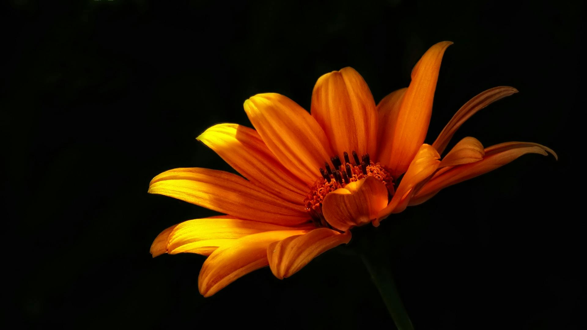 a single orange flower against a black background, pixabay contest winner, sun dappled, over the shoulder, various posed, brightly-lit