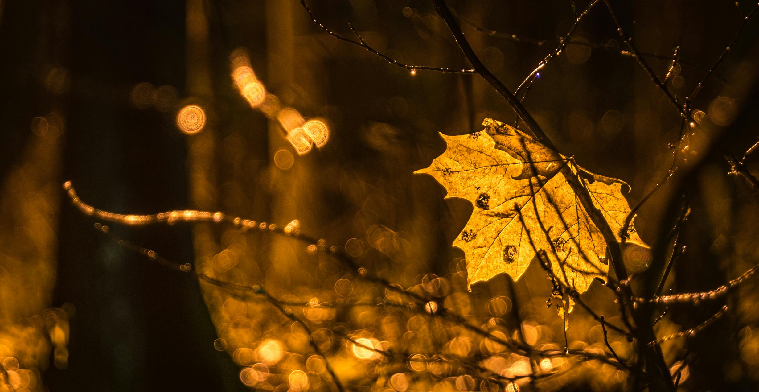 a yellow leaf sitting on top of a tree branch, by Adam Marczyński, pexels contest winner, fairy lights, liquid light, gilded gold, light casting onto the ground