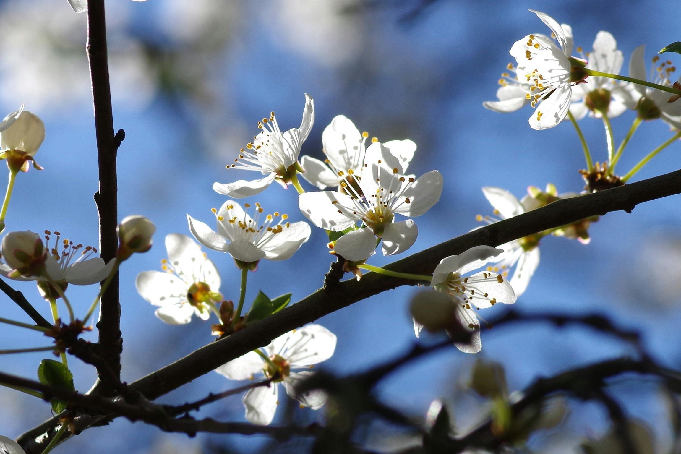 a branch with white flowers against a blue sky, by David Simpson, pixabay, portrait image, background image