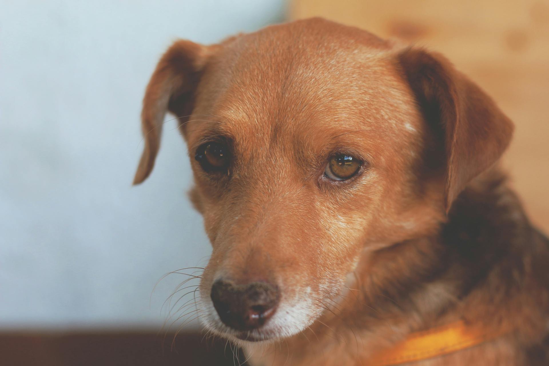 a brown dog sitting on top of a wooden floor, a portrait, inspired by Elke Vogelsang, pexels contest winner, a photograph of a rusty, manuka, low quality photo, close up portrait photo