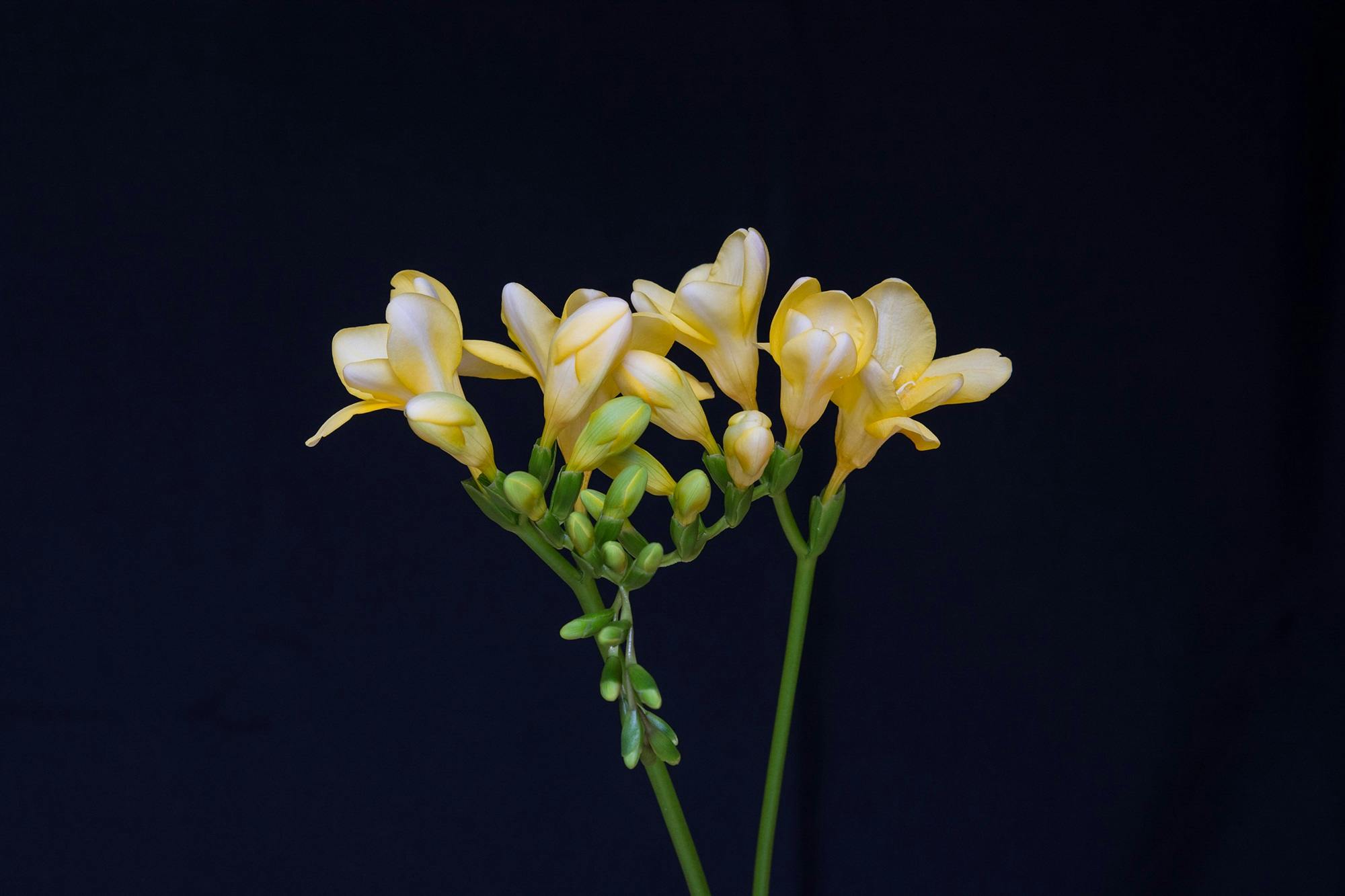 yellow flowers against a black background, a macro photograph, inspired by Robert Mapplethorpe, photorealism, high forehead, 35 mm product photo”, african sybil, shot on sony alpha dslr-a300