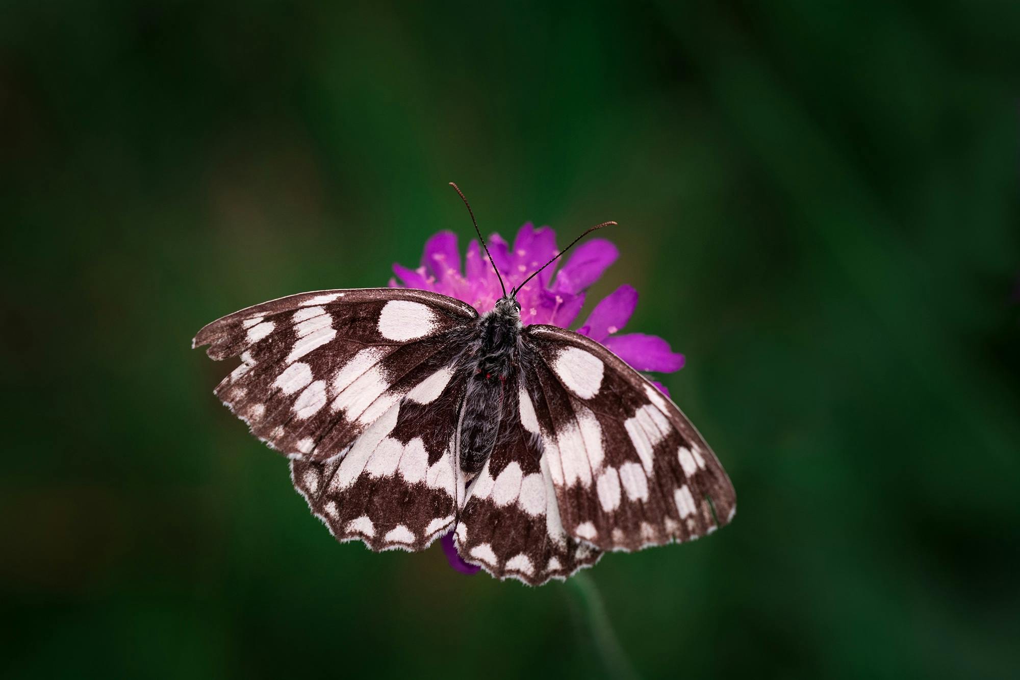 a butterfly sitting on top of a purple flower, by Peter Churcher, white with chocolate brown spots, high detail photograph, medium shot angle, low detailed