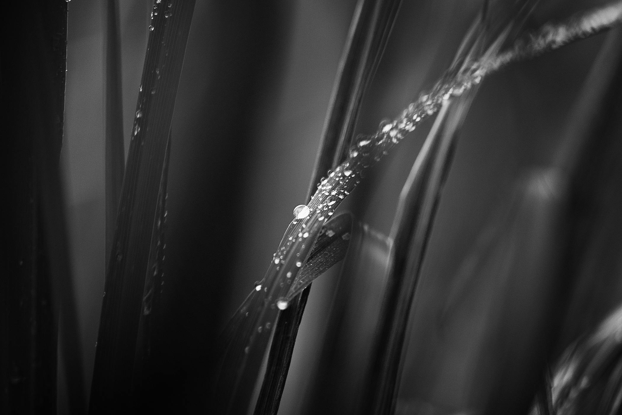 a close up of a plant with water droplets on it, by Jan Rustem, reeds, bw, hay, by greg rutkowski