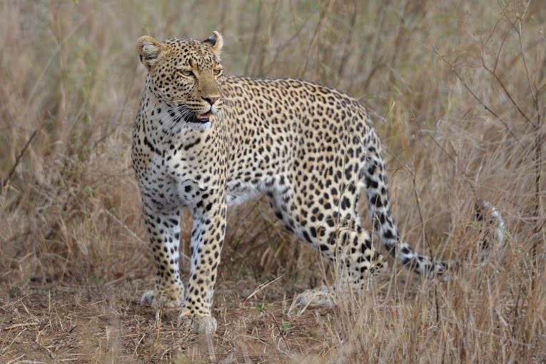 a leopard standing on top of a dry grass field, posing for the camera