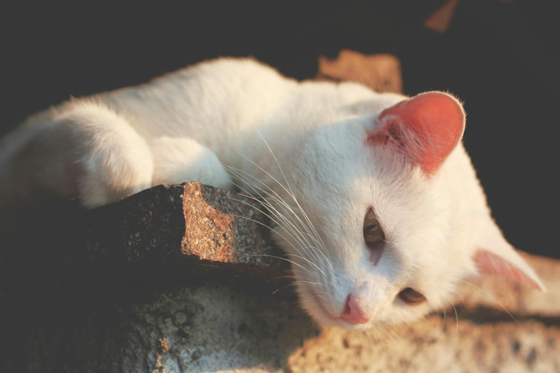 a white cat laying on top of a piece of wood, cute photograph, gif, fan favorite, hyperealistic photo