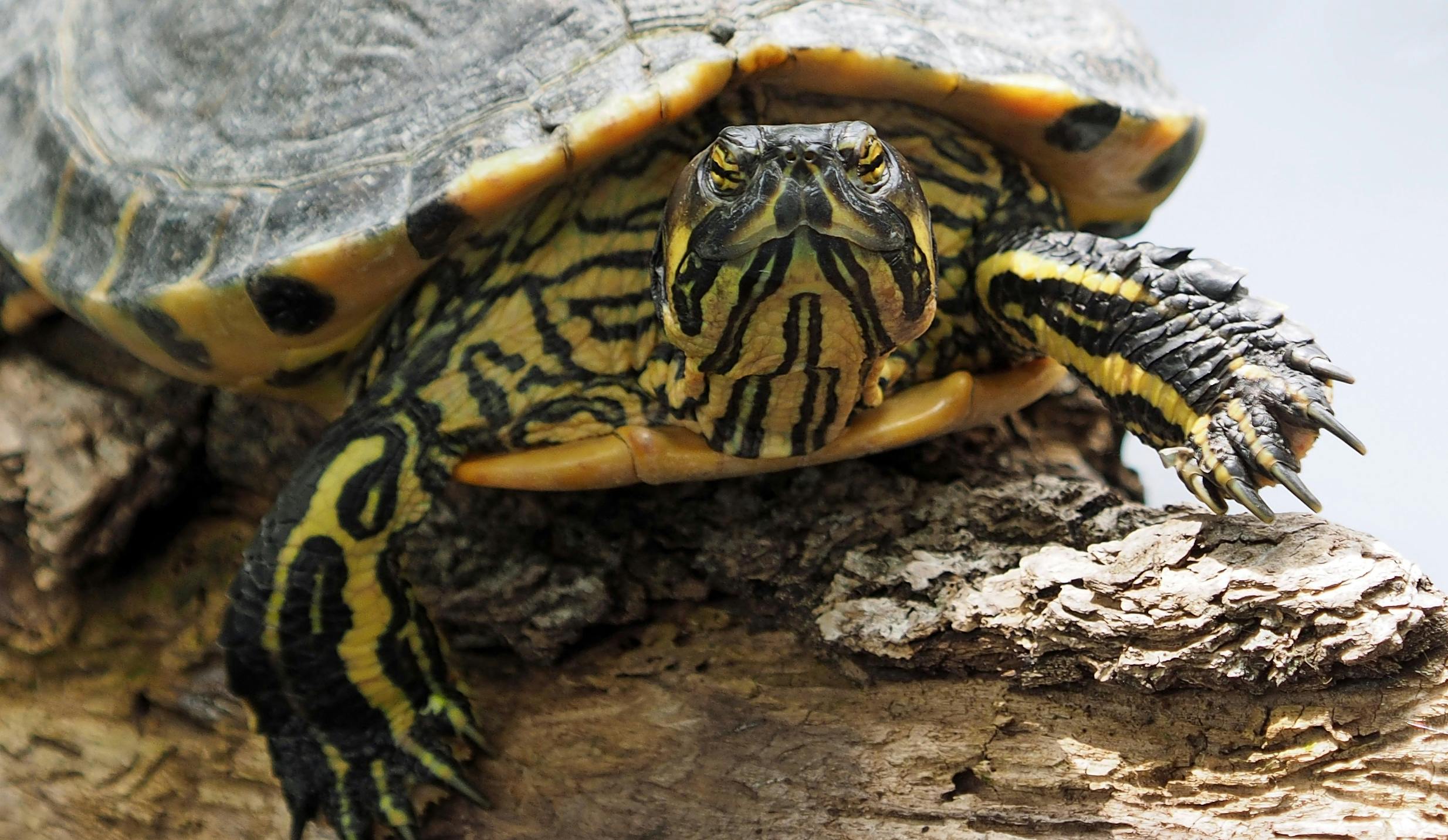 a turtle sitting on top of a piece of wood, pexels contest winner, black and yellow colors, intricate wrinkles, full faced, 21 years old