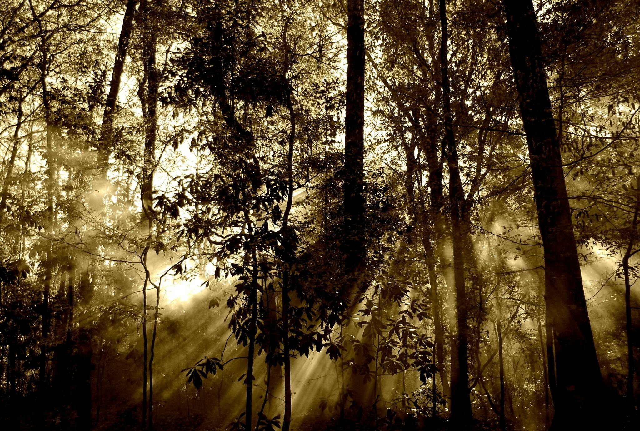 the sun shines through the trees in the woods, an album cover, by Elizabeth Durack, pexels contest winner, australian tonalism, malaysia jungle, sepia, :: morning, ((forest))