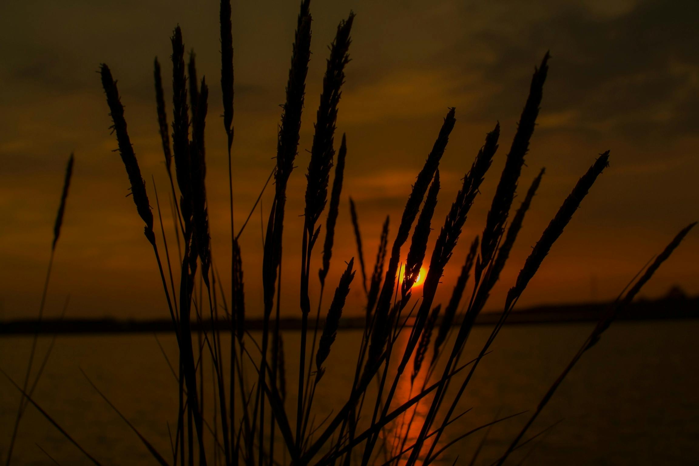 the sun is setting over a body of water, art photography, orange grass, night time photograph, trending photo, fan favorite