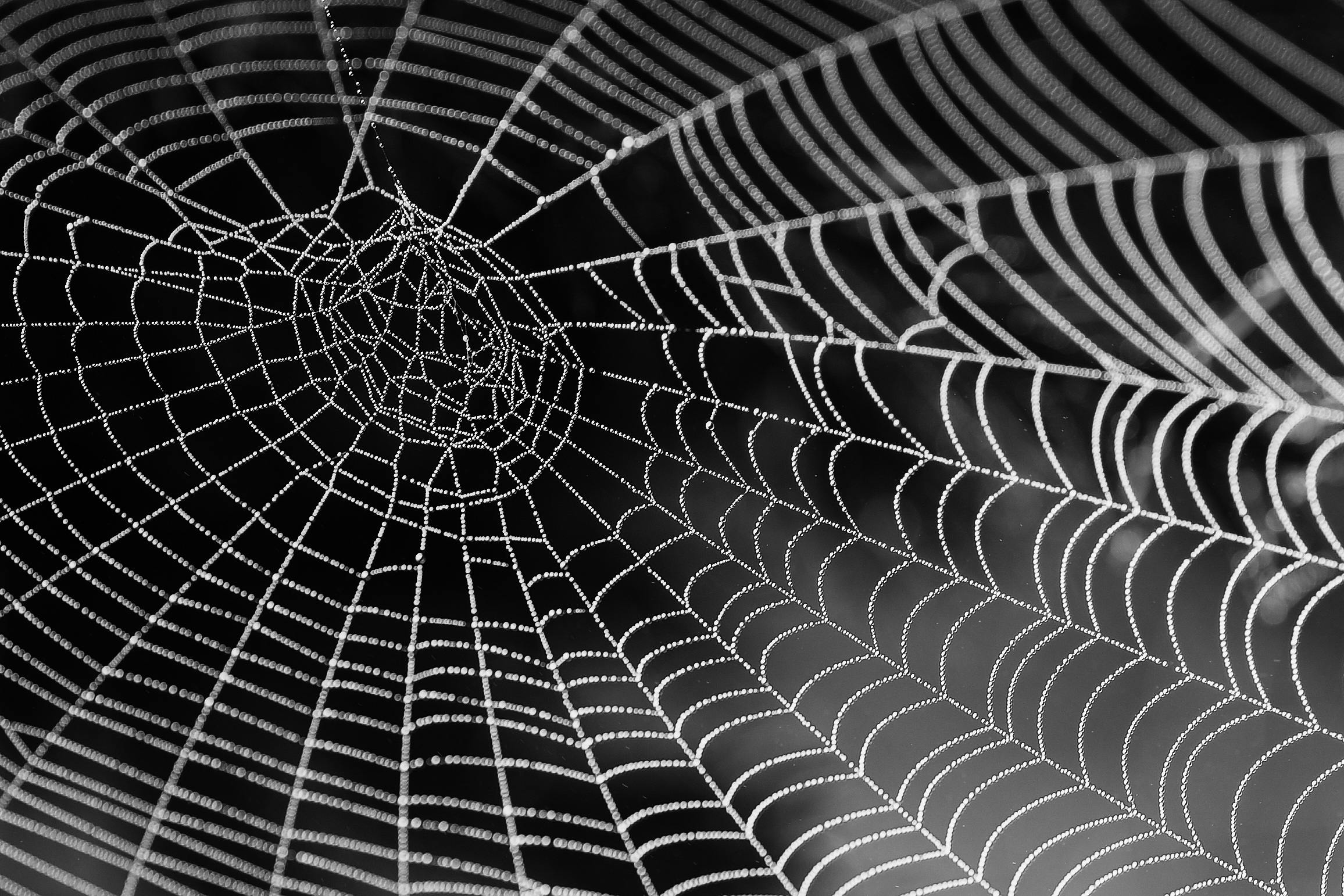 a spider web on a black and white background