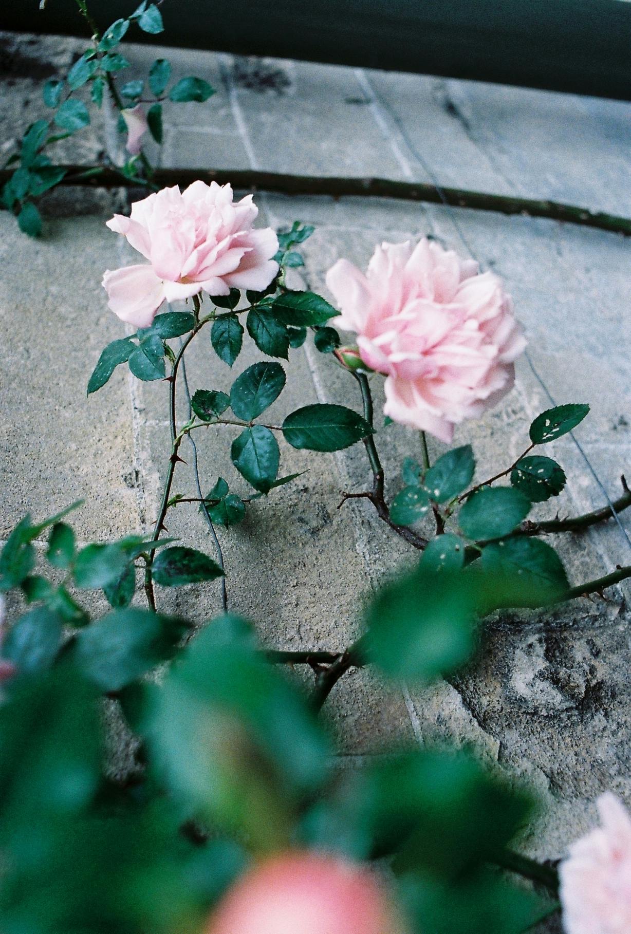 small pink roses in between green leaves on a stone sidewalk