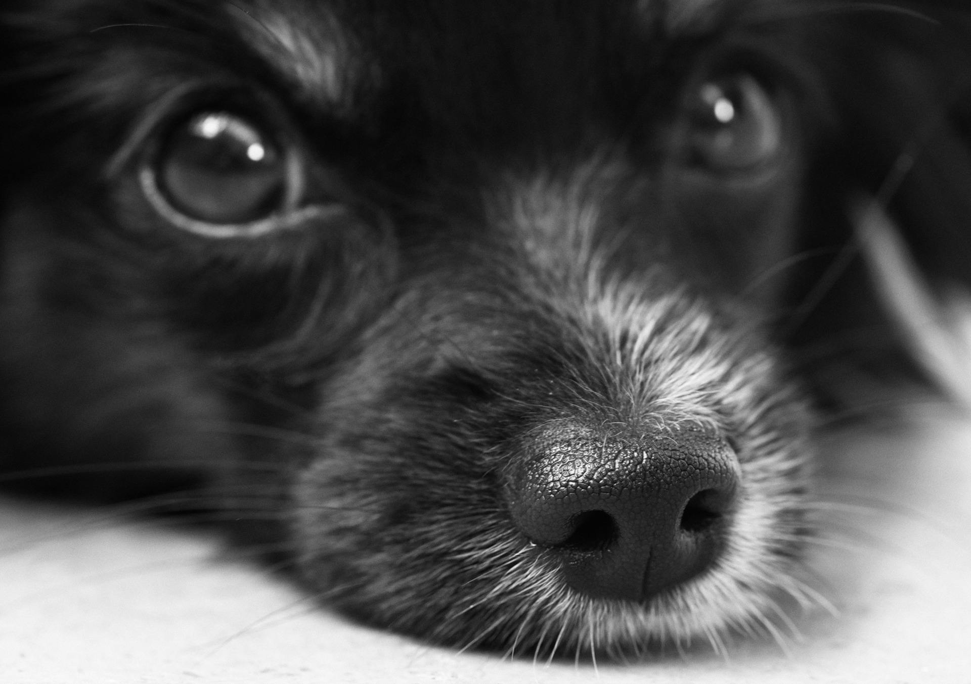 close up of black dog with blue eyes staring straight ahead