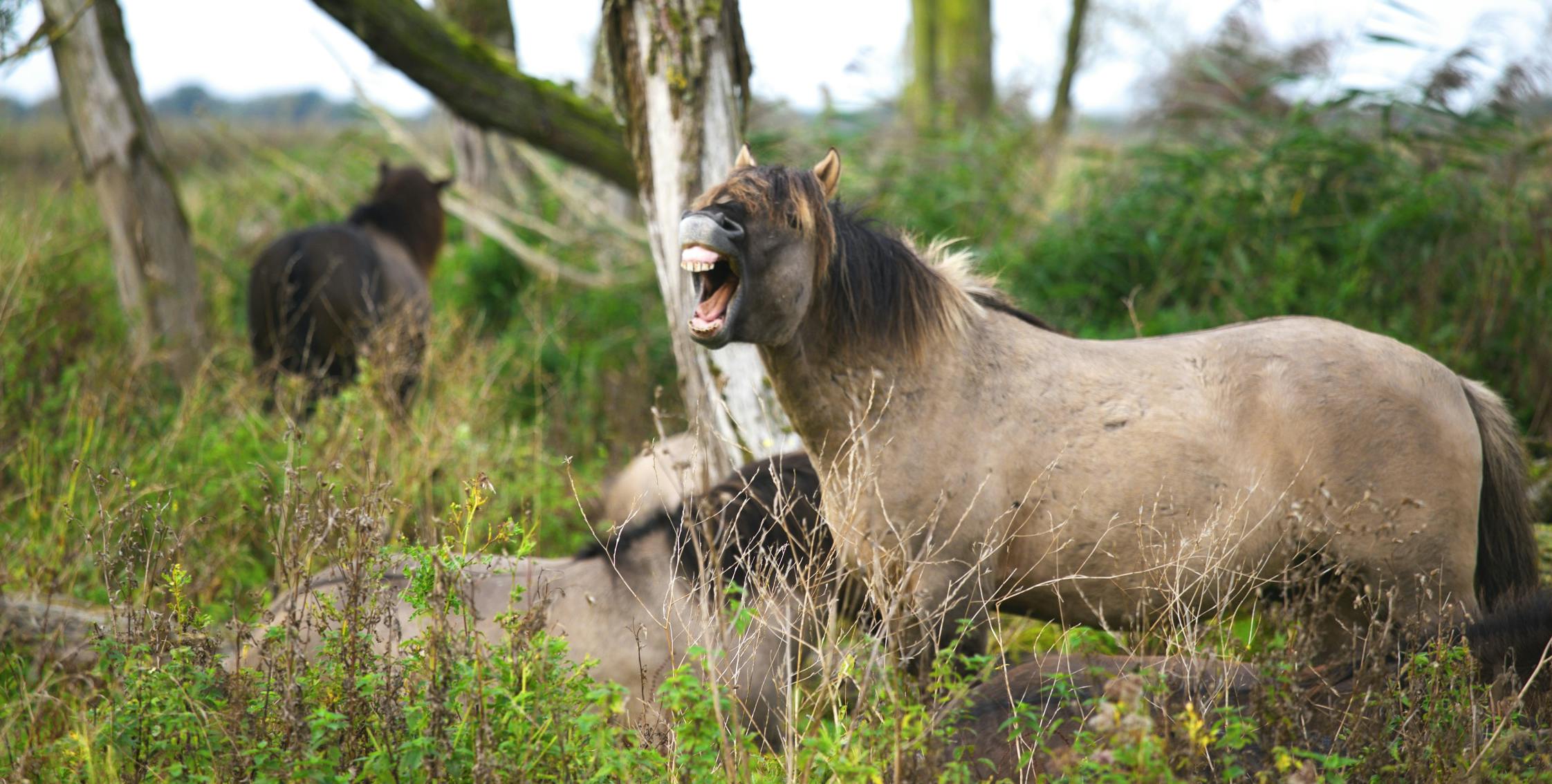 a horse is showing its teeth in the forest