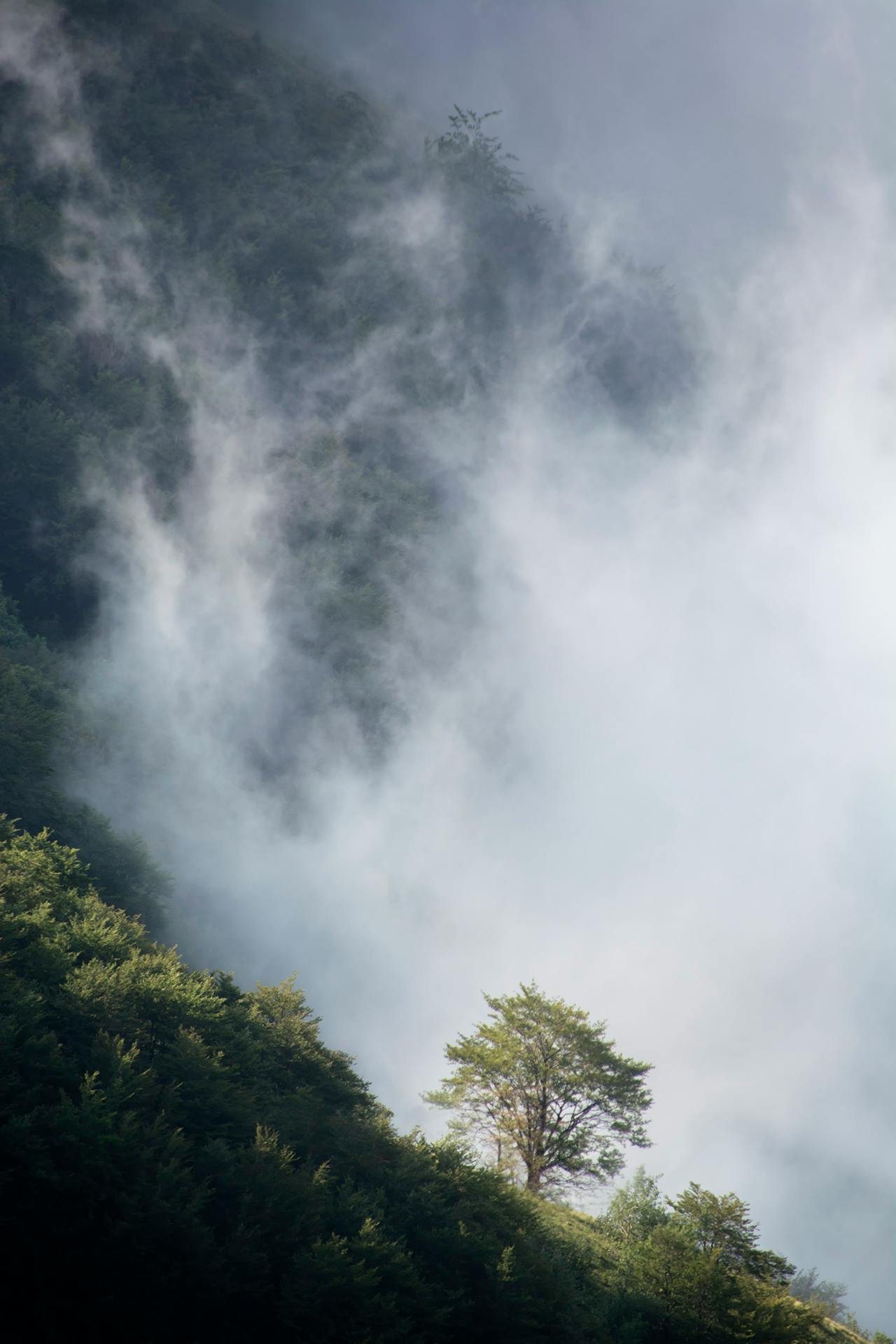 tree under cloudy, foggy, and slightly forested area