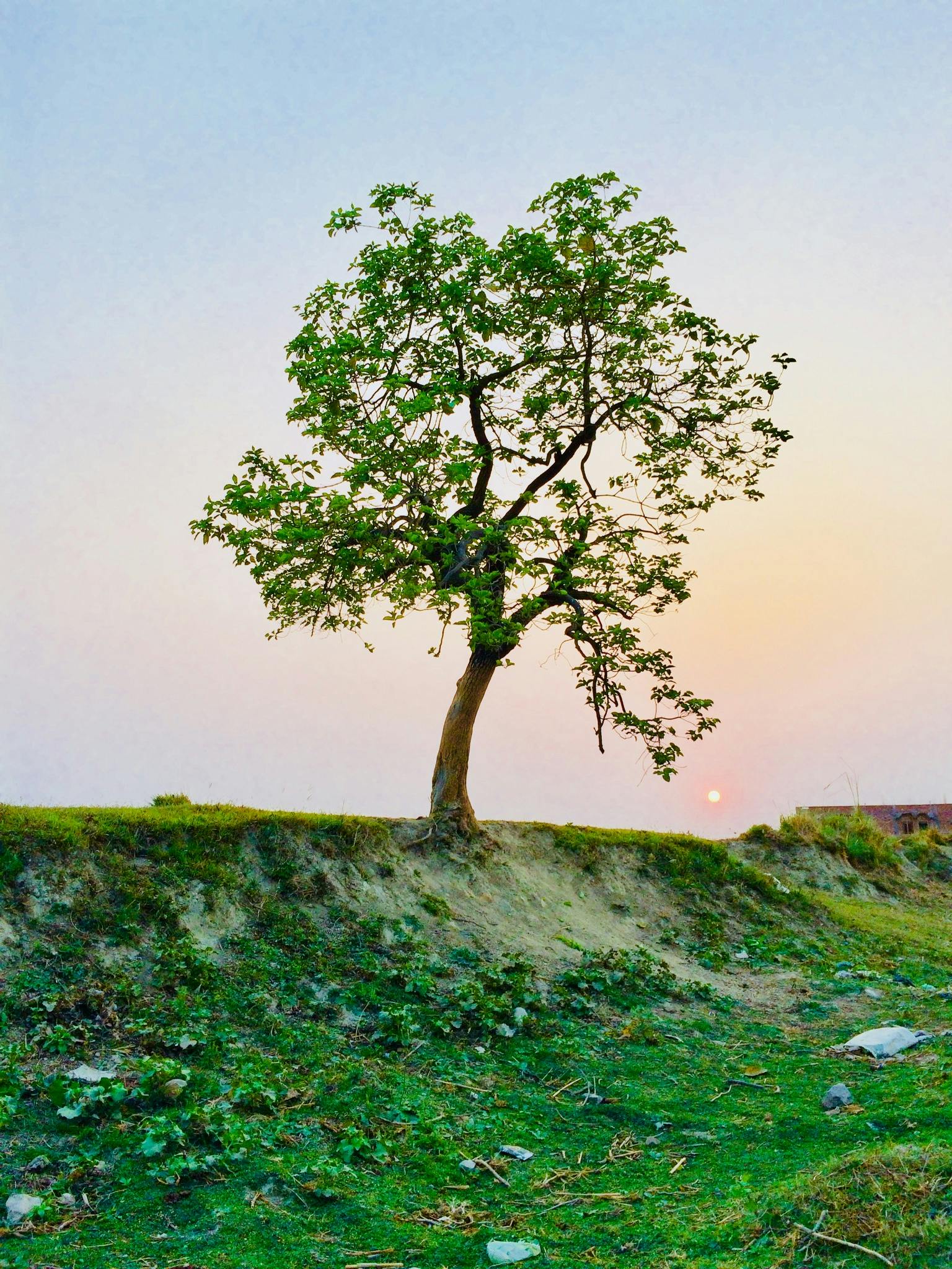lone tree sitting on top of a hill at sunset