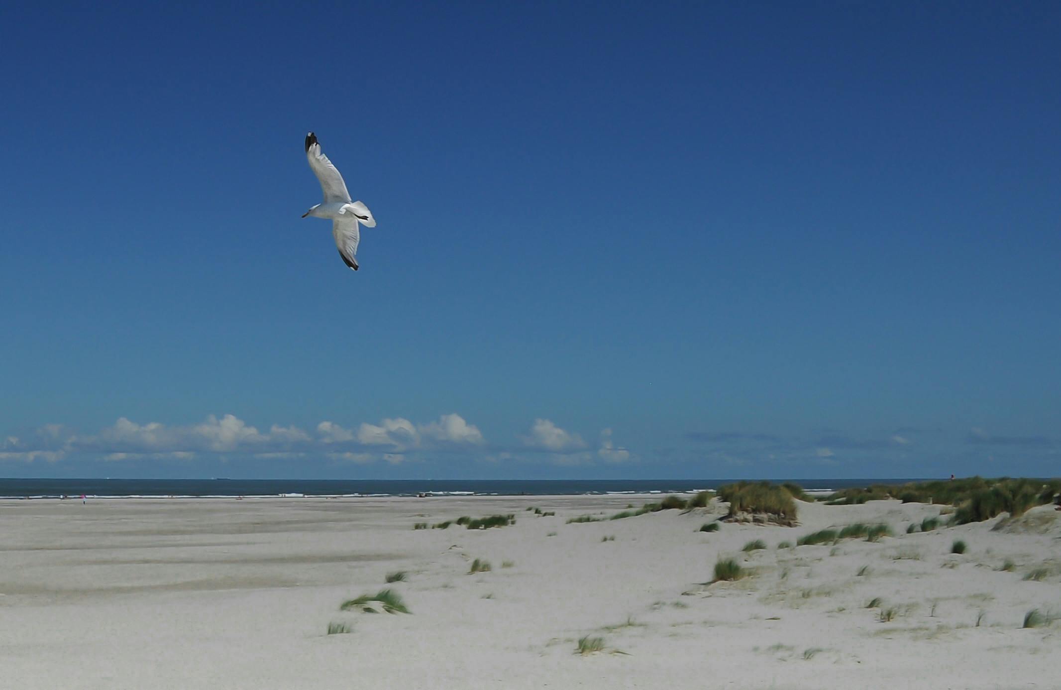 a bird flies low to the ground at a beach