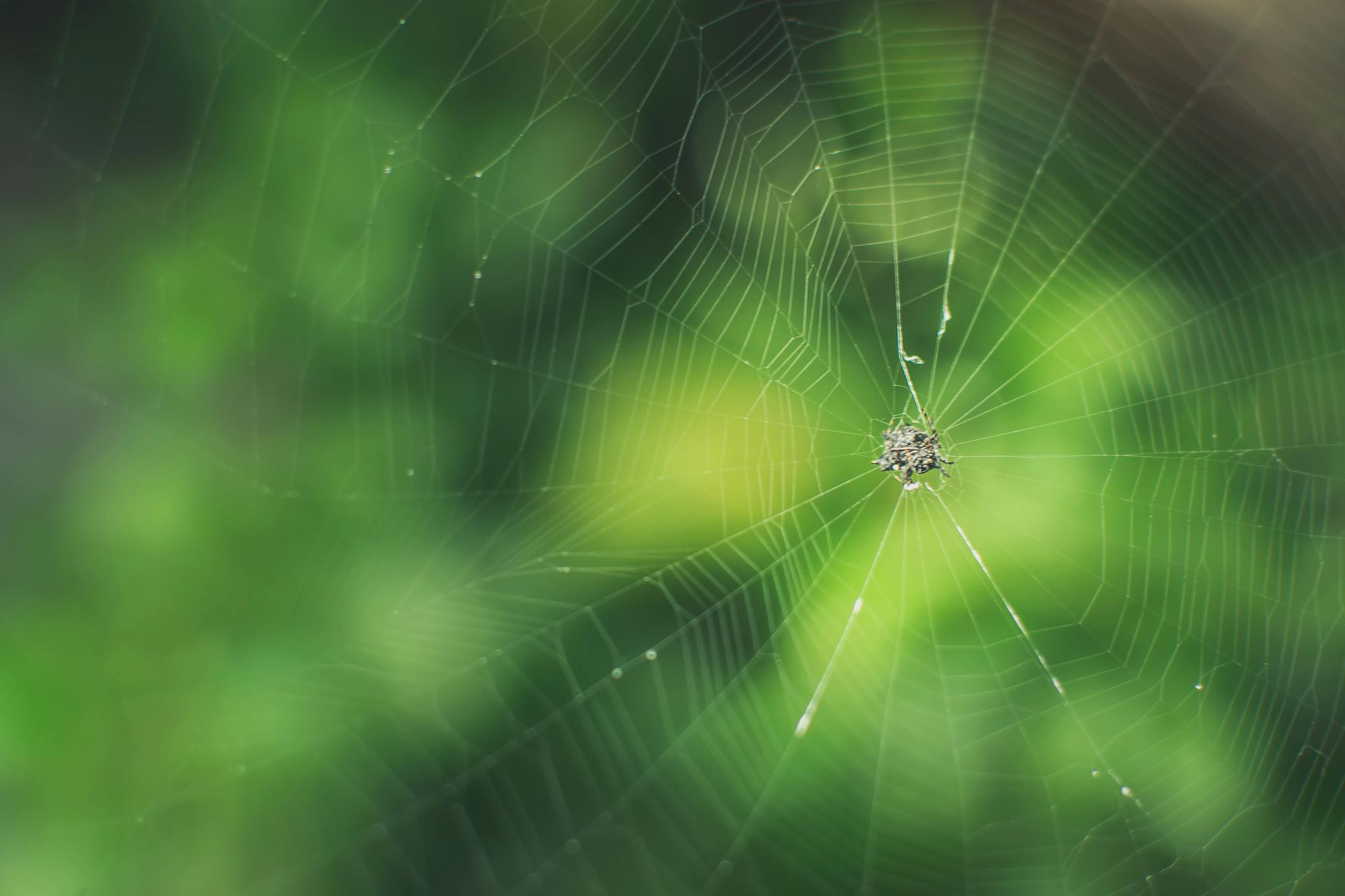 a spider is hanging from the center of a web