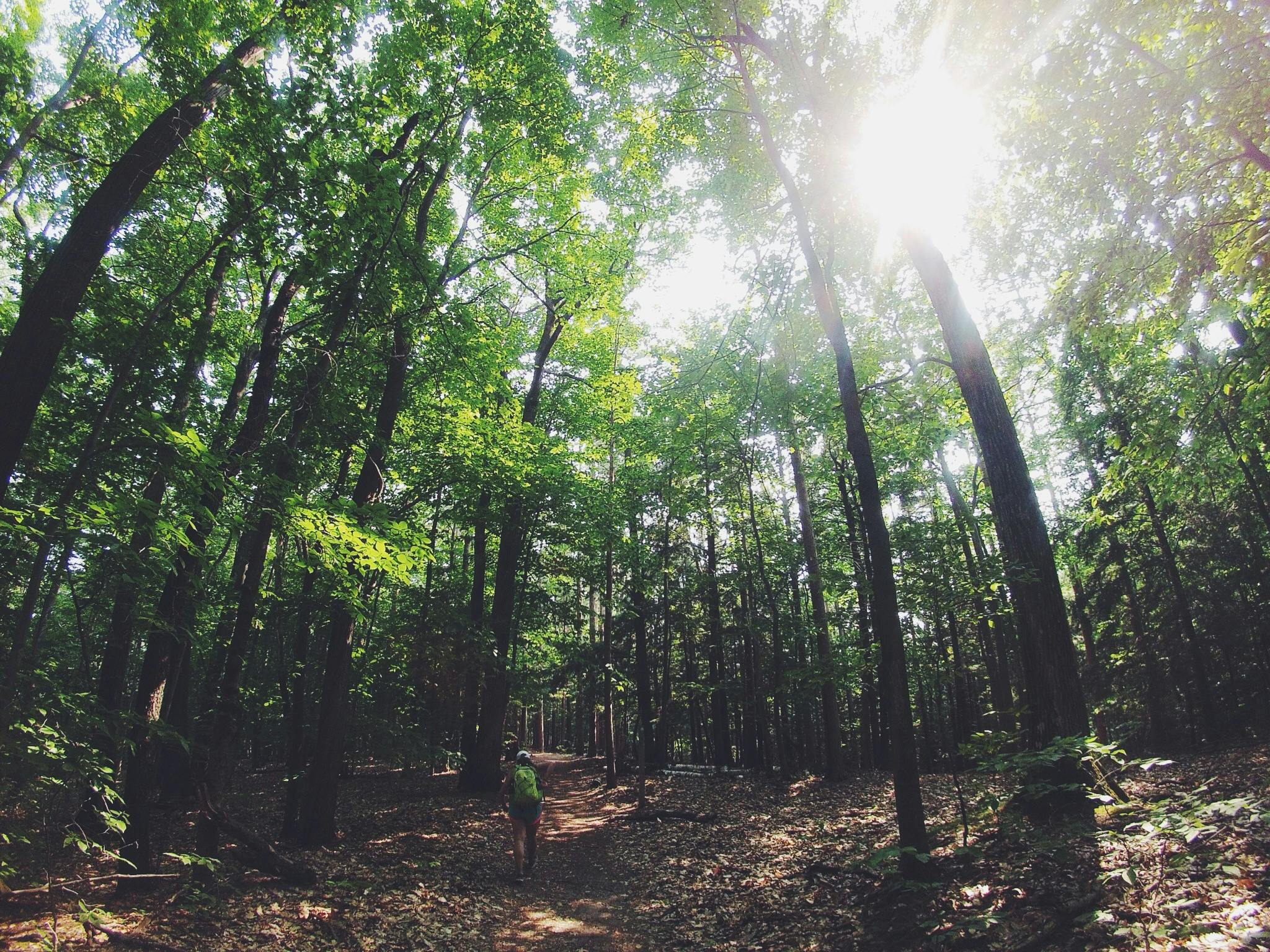 the sun shining in a forest filled with trees